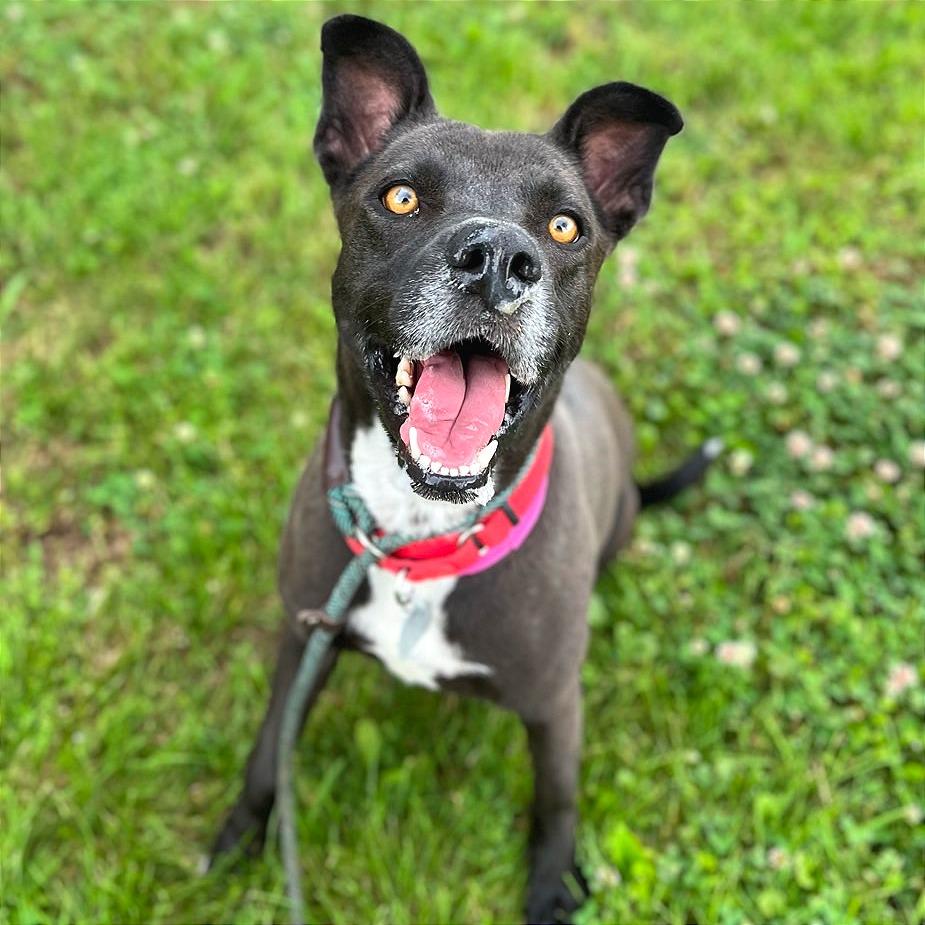 Raquelle, Adoptable, Adult Female Mixed Breed.