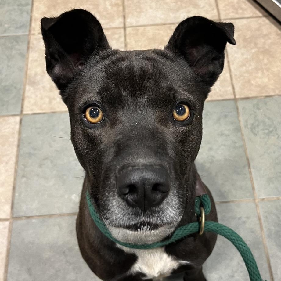 Enlarge Raquelle, a Adoptable Mixed Breed in Chattanooga, TN image 2/6