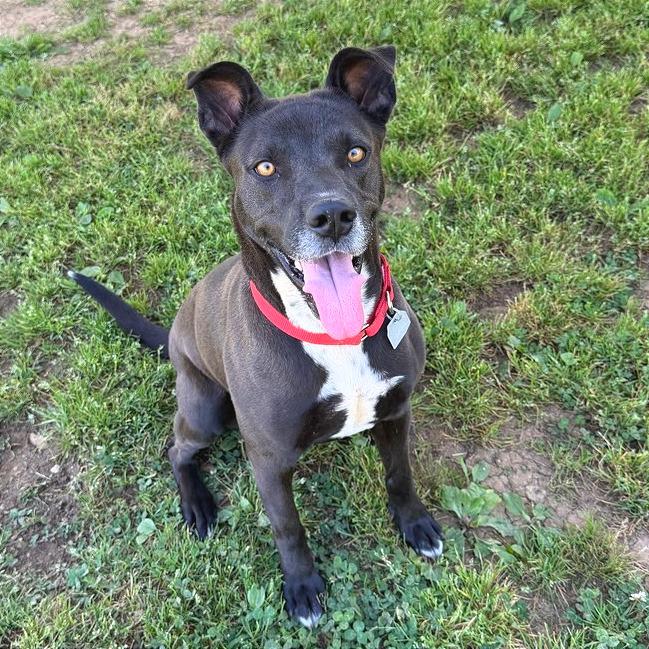 Enlarge Raquelle, a Adoptable Mixed Breed in Chattanooga, TN image 3/6