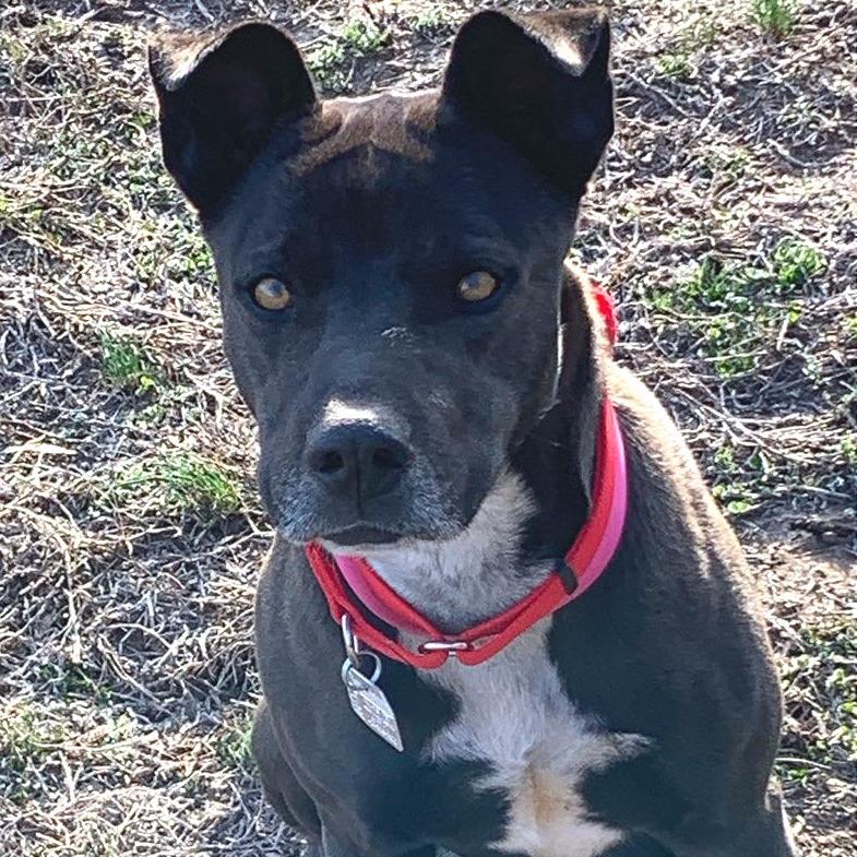 Enlarge Raquelle, a Adoptable Mixed Breed in Chattanooga, TN image 4/6