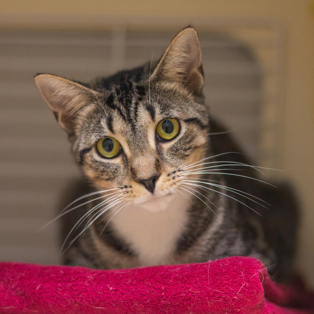 Peaches, Adoptable, Young Female Domestic Short Hair.