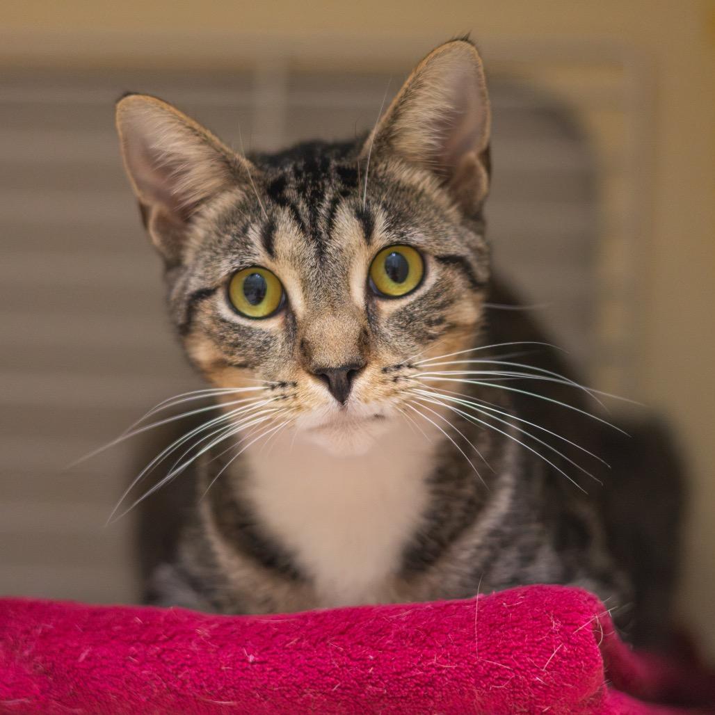 Enlarge Peaches, a Adoptable Domestic Short Hair in Newark, DE image 2/6