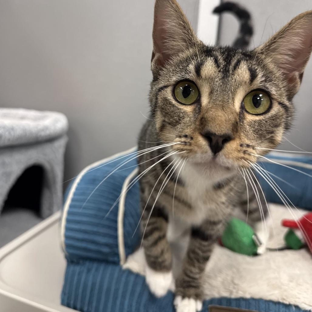 Enlarge Peaches, a Adoptable Domestic Short Hair in Newark, DE image 3/6
