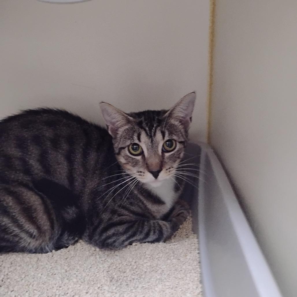 Enlarge Peaches, a Adoptable Domestic Short Hair in Newark, DE image 4/6