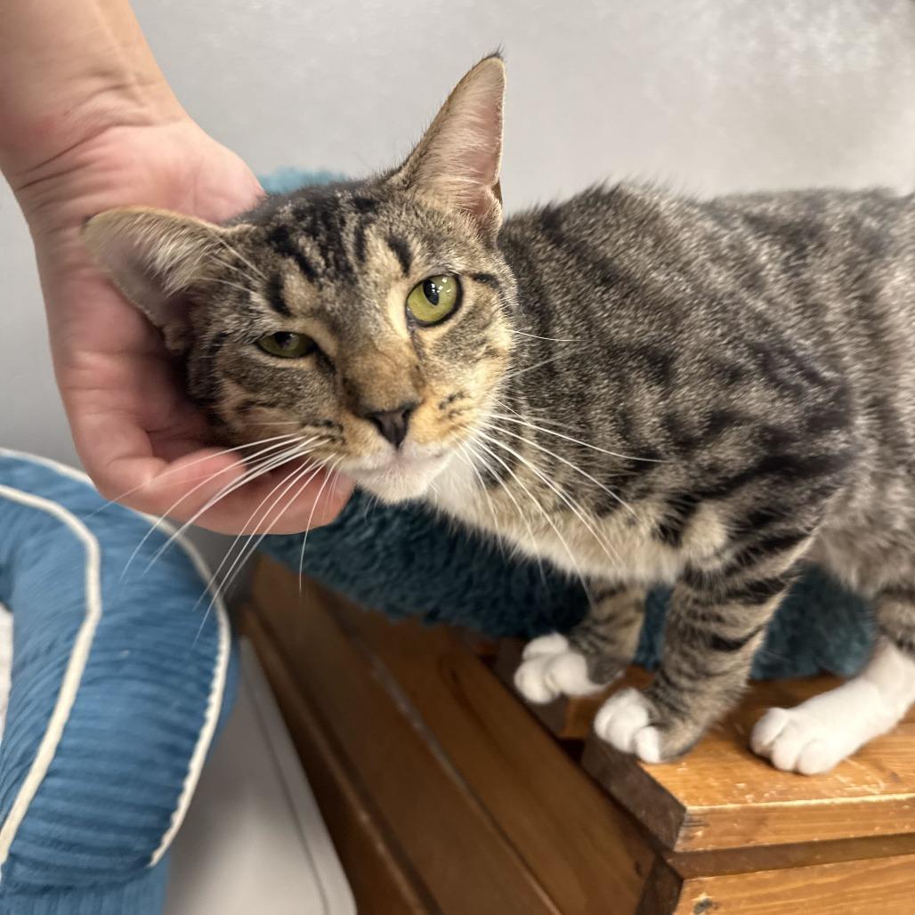 Enlarge Peaches, a Adoptable Domestic Short Hair in Newark, DE image 5/6