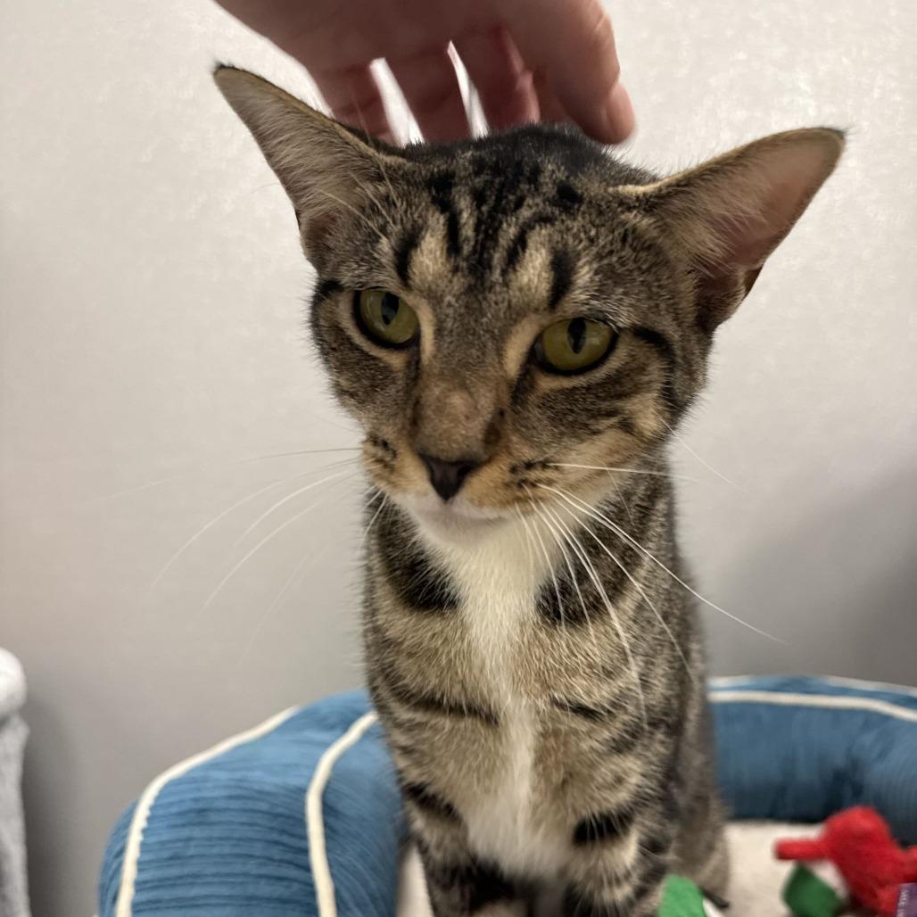 Enlarge Peaches, a Adoptable Domestic Short Hair in Newark, DE image 6/6