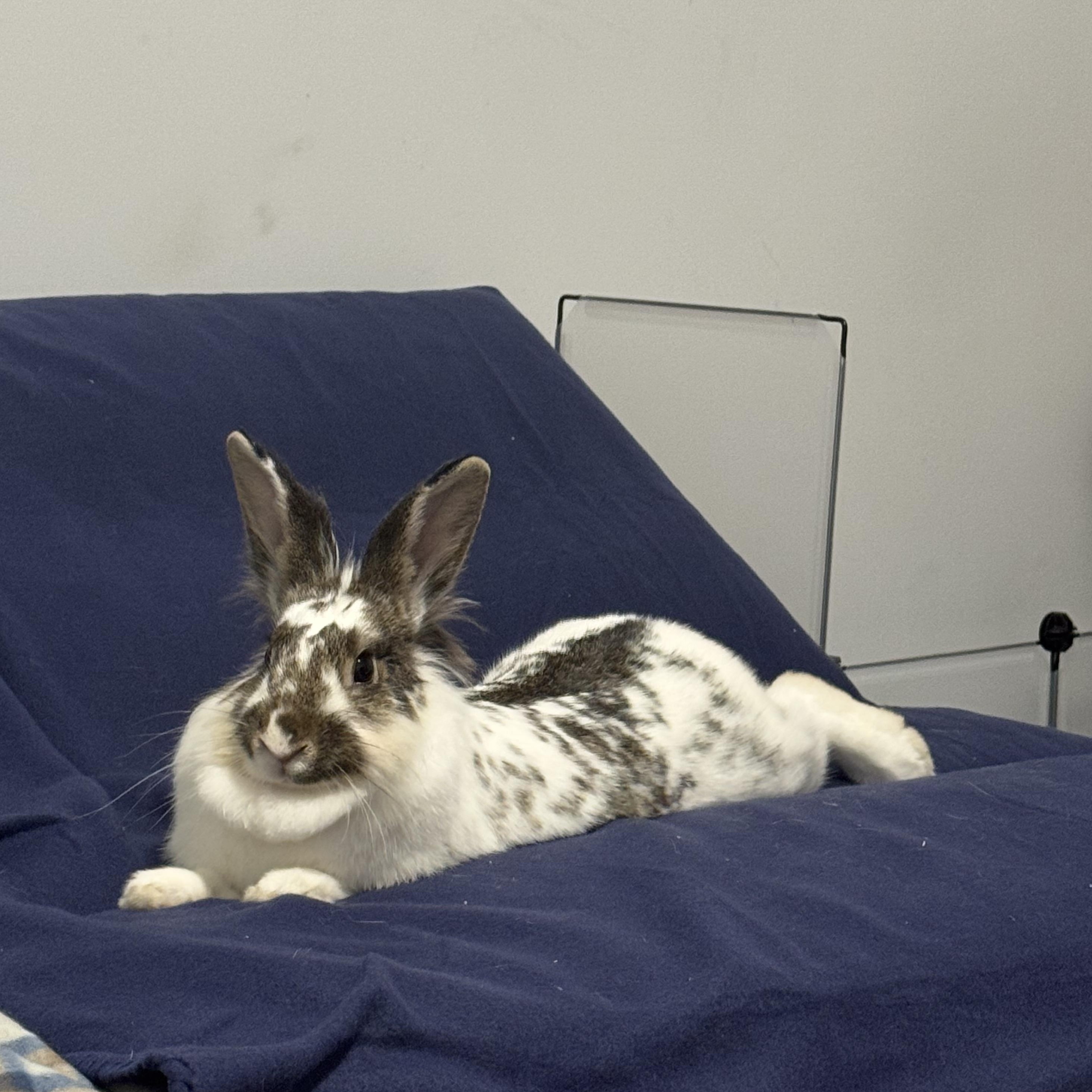 Enlarge Newspaper, an adopted Lionhead in Philadelphia, PA image 5/5