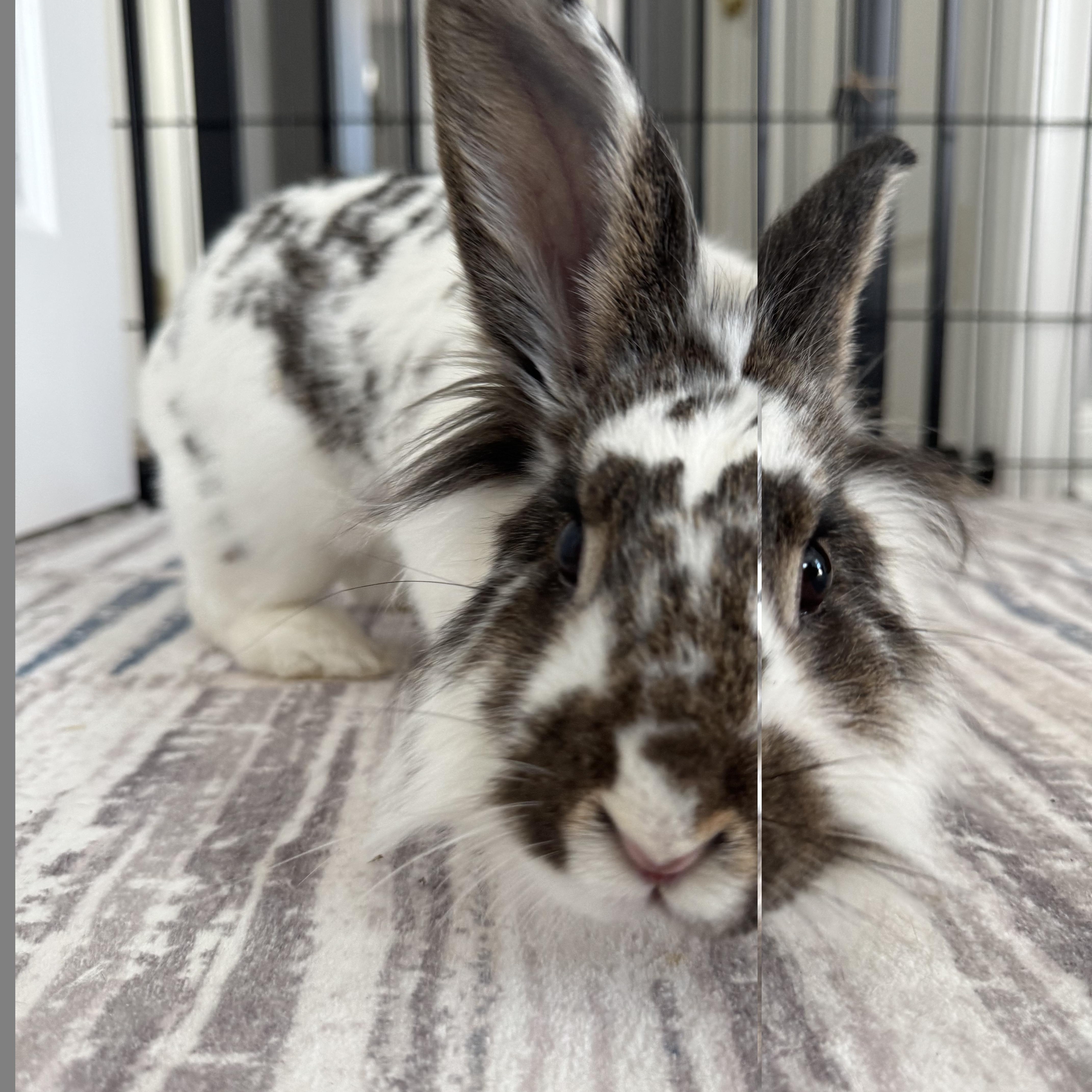 Enlarge Newspaper, an adopted Lionhead in Philadelphia, PA image 1/5