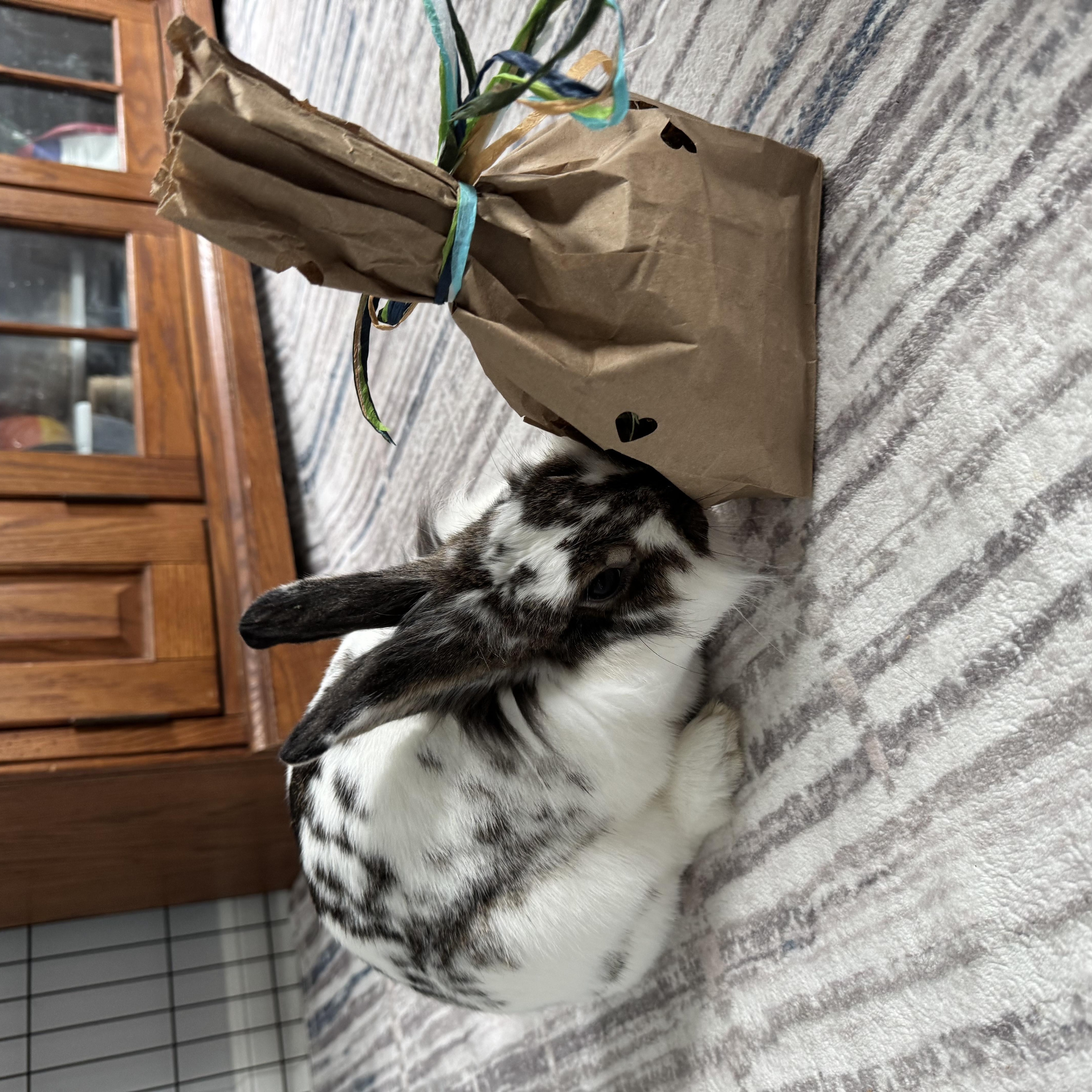 Enlarge Newspaper, an adopted Lionhead in Philadelphia, PA image 2/5