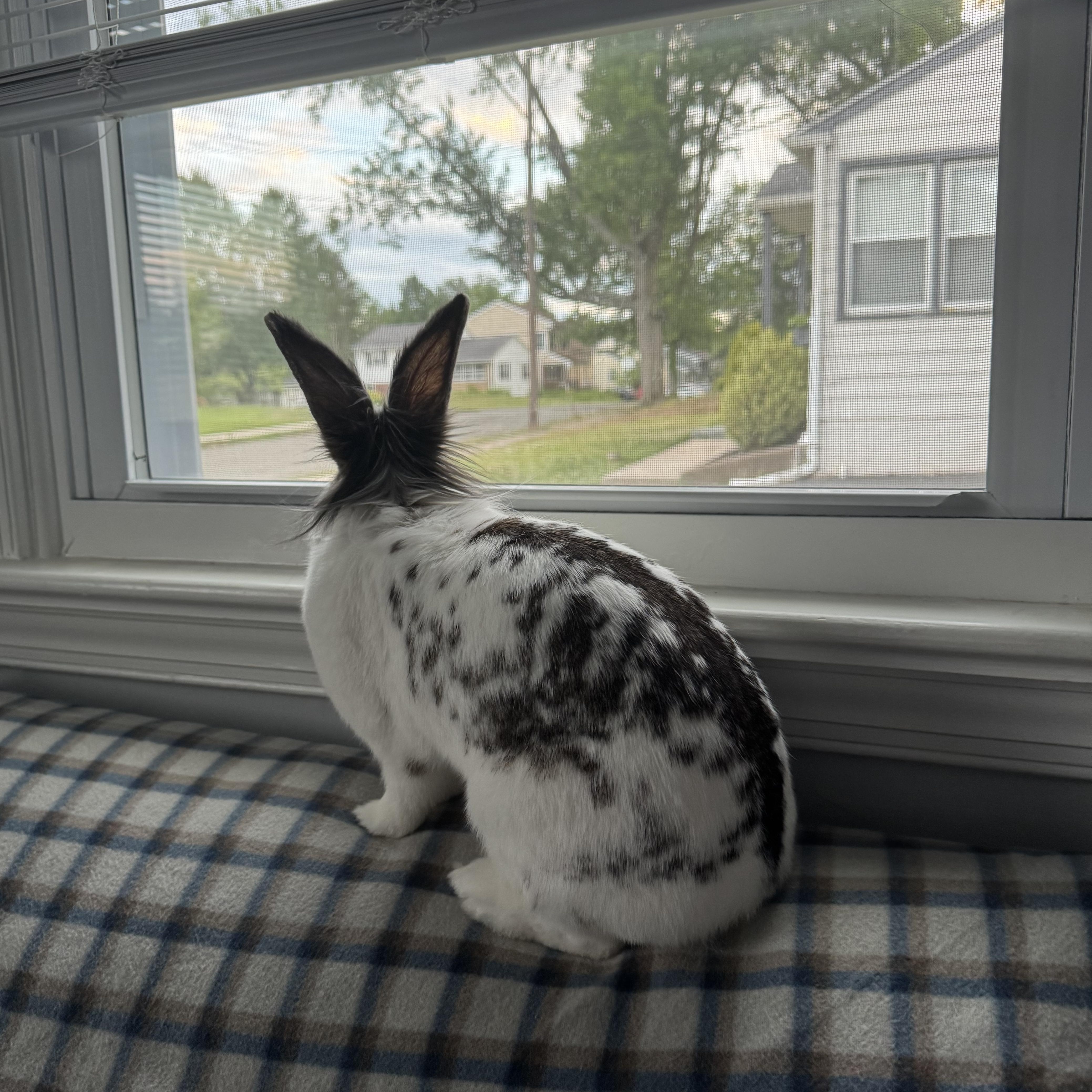 Enlarge Newspaper, an adopted Lionhead in Philadelphia, PA image 4/5