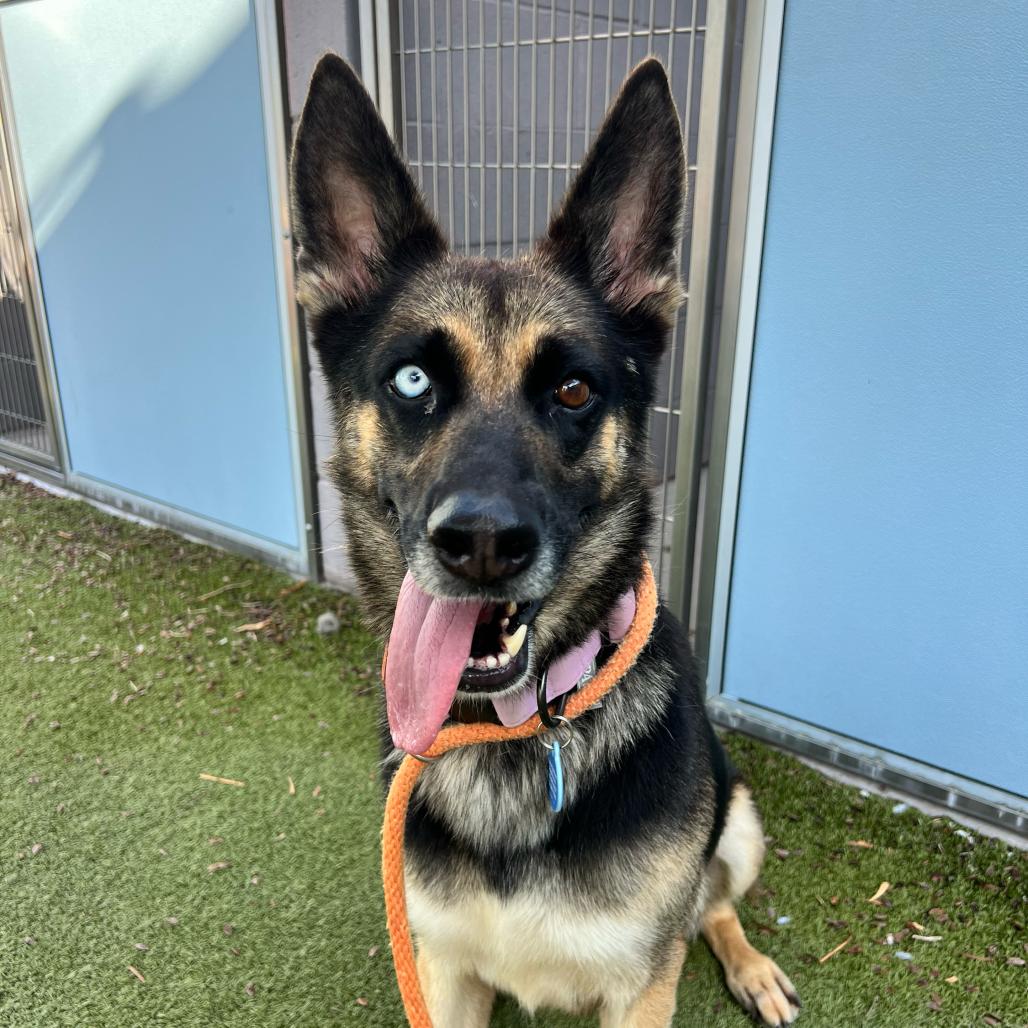 Orchid, Adoptable, Adult Female German Shepherd Dog.