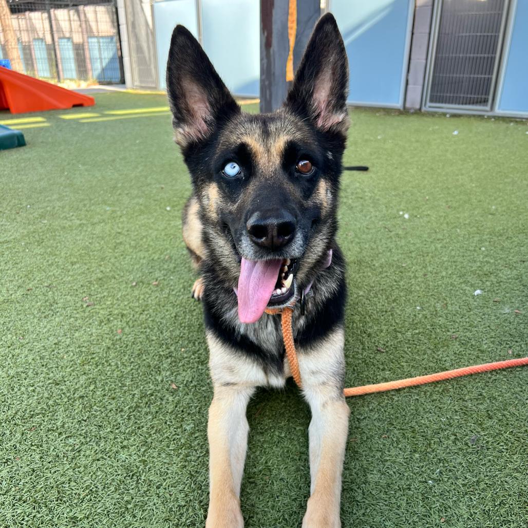 Enlarge Orchid, a Adoptable German Shepherd Dog in Apache Junction, AZ image 2/3