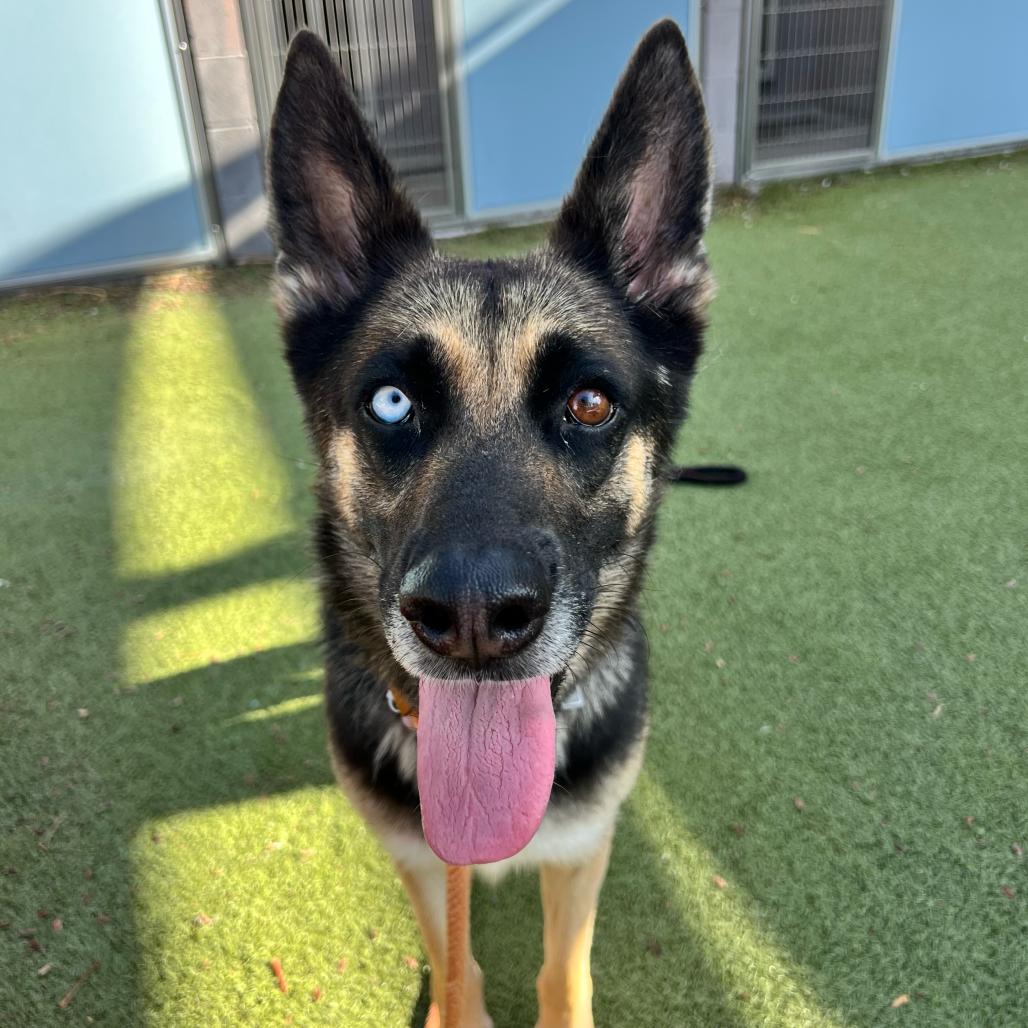 Enlarge Orchid, a Adoptable German Shepherd Dog in Apache Junction, AZ image 3/3