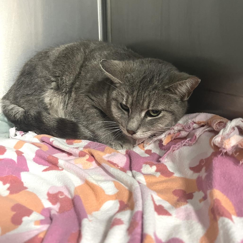 Enlarge Missy, a Adoptable Domestic Short Hair in Idaho Falls, ID image 1/2