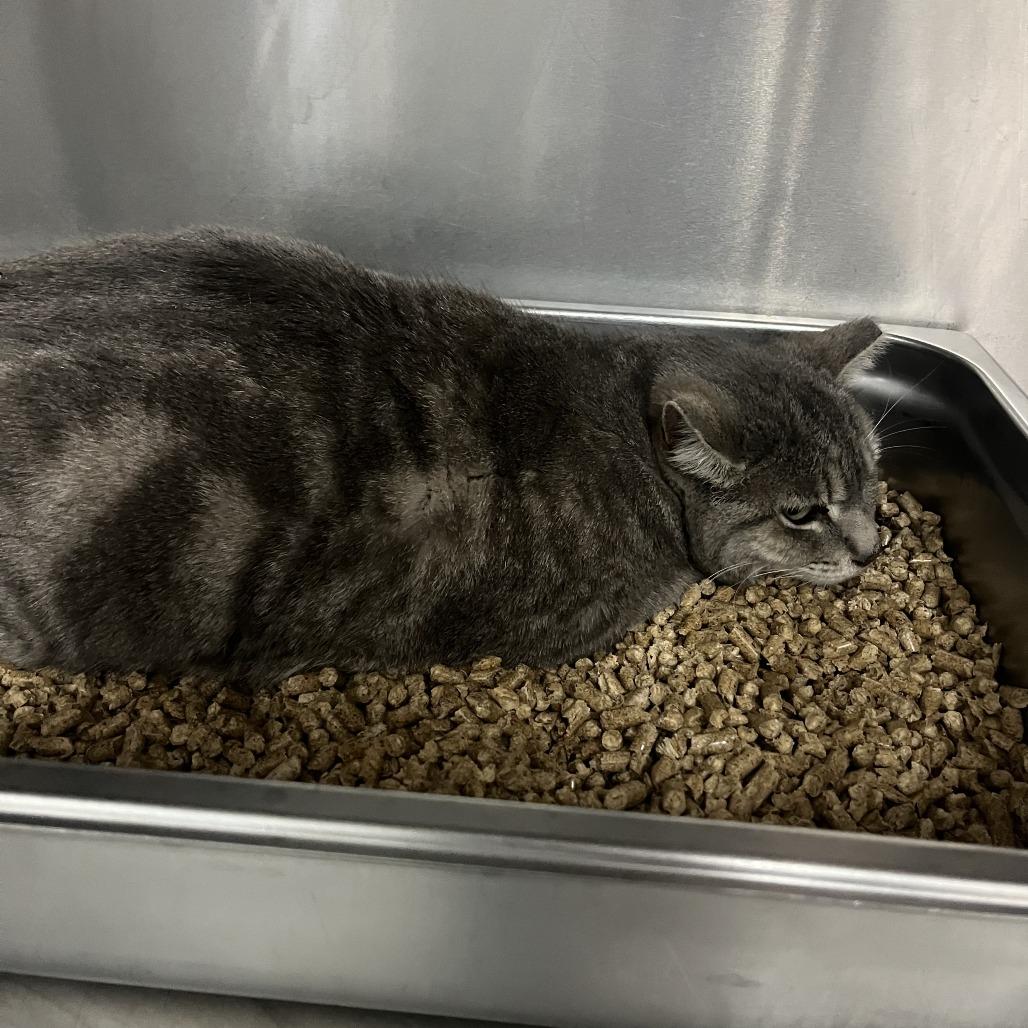 Enlarge Missy, a Adoptable Domestic Short Hair in Idaho Falls, ID image 2/2