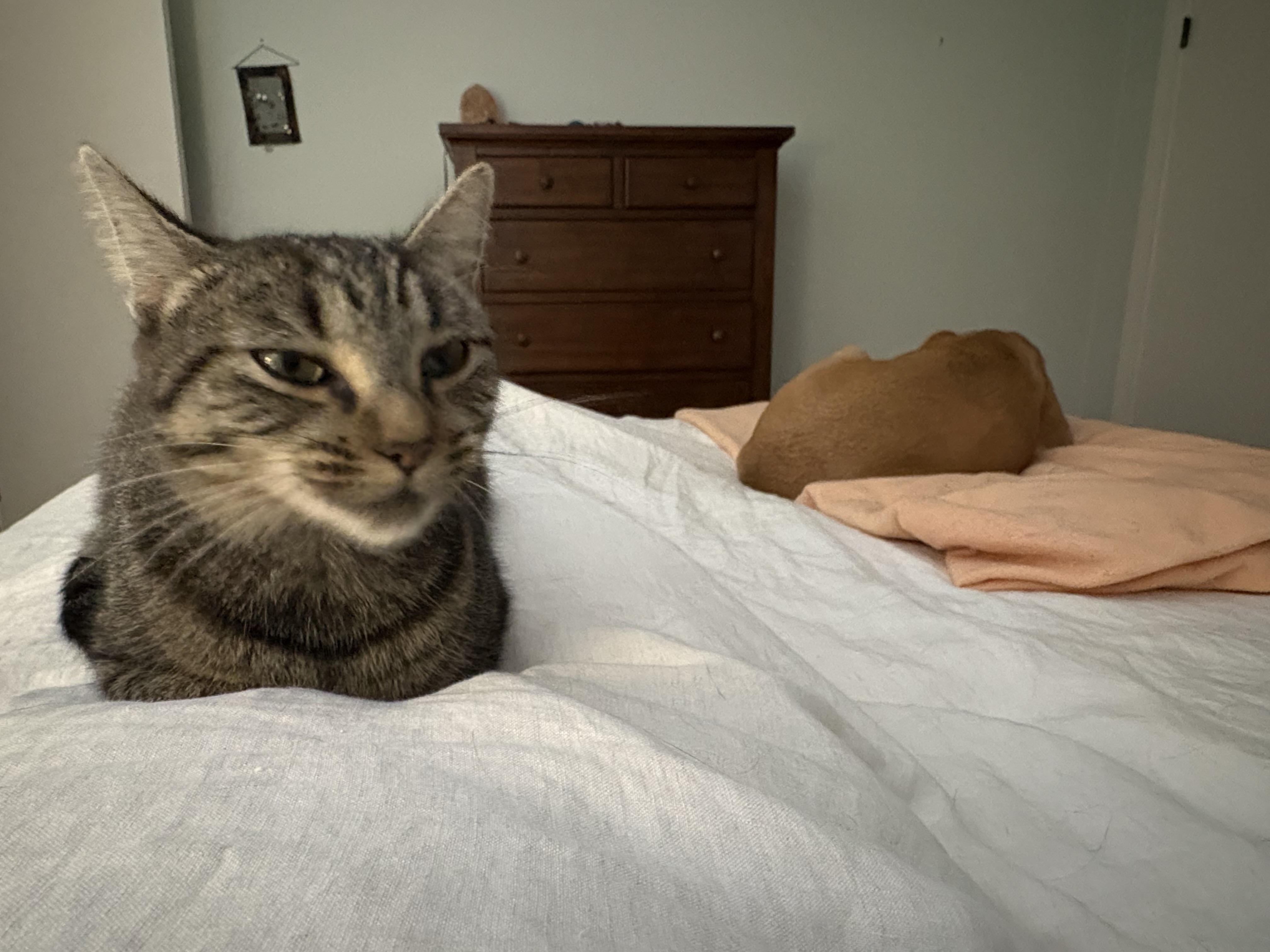 Julep, an adopted Domestic Short Hair in Baltimore, MD image 2/6