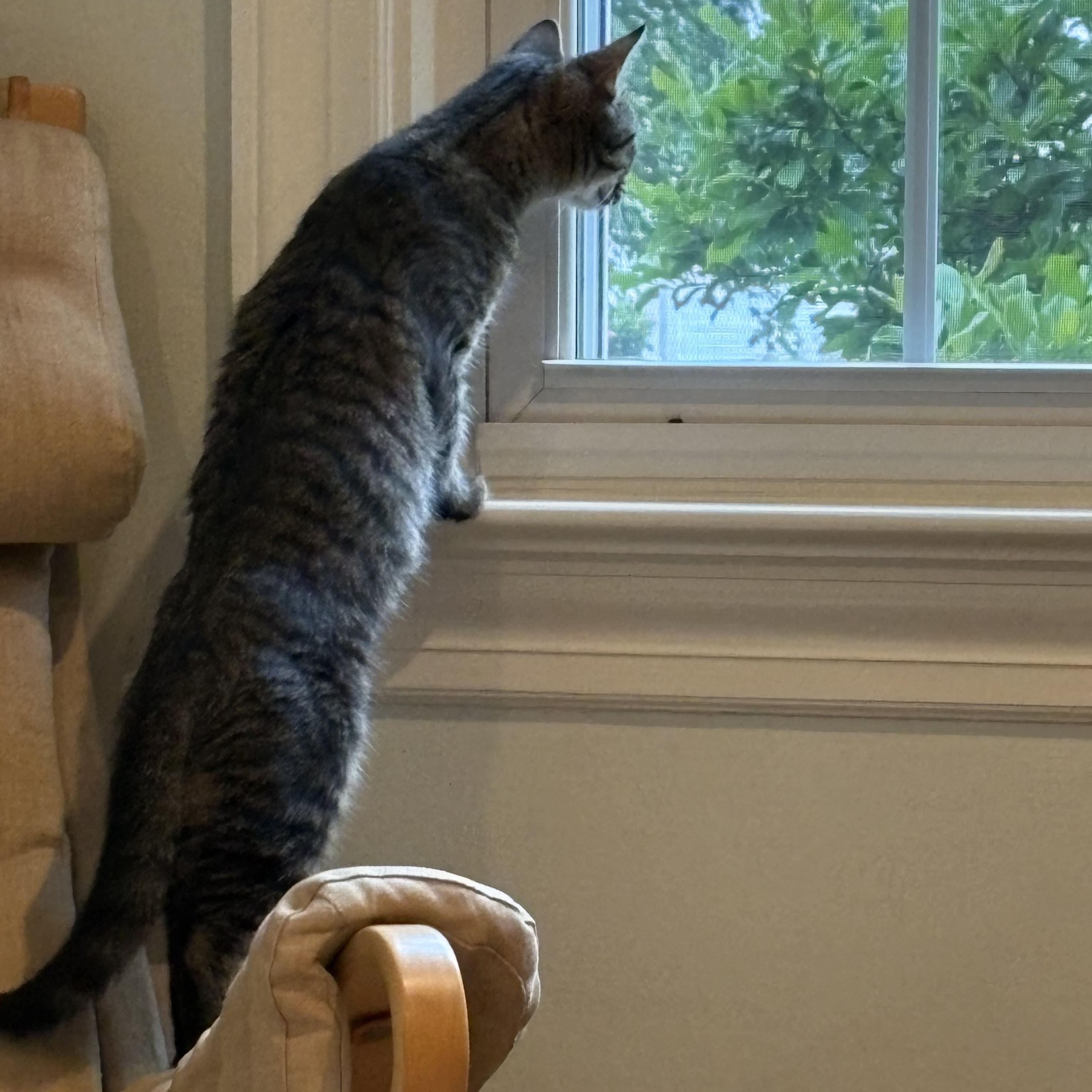 Julep, an adopted Domestic Short Hair in Baltimore, MD image 4/6