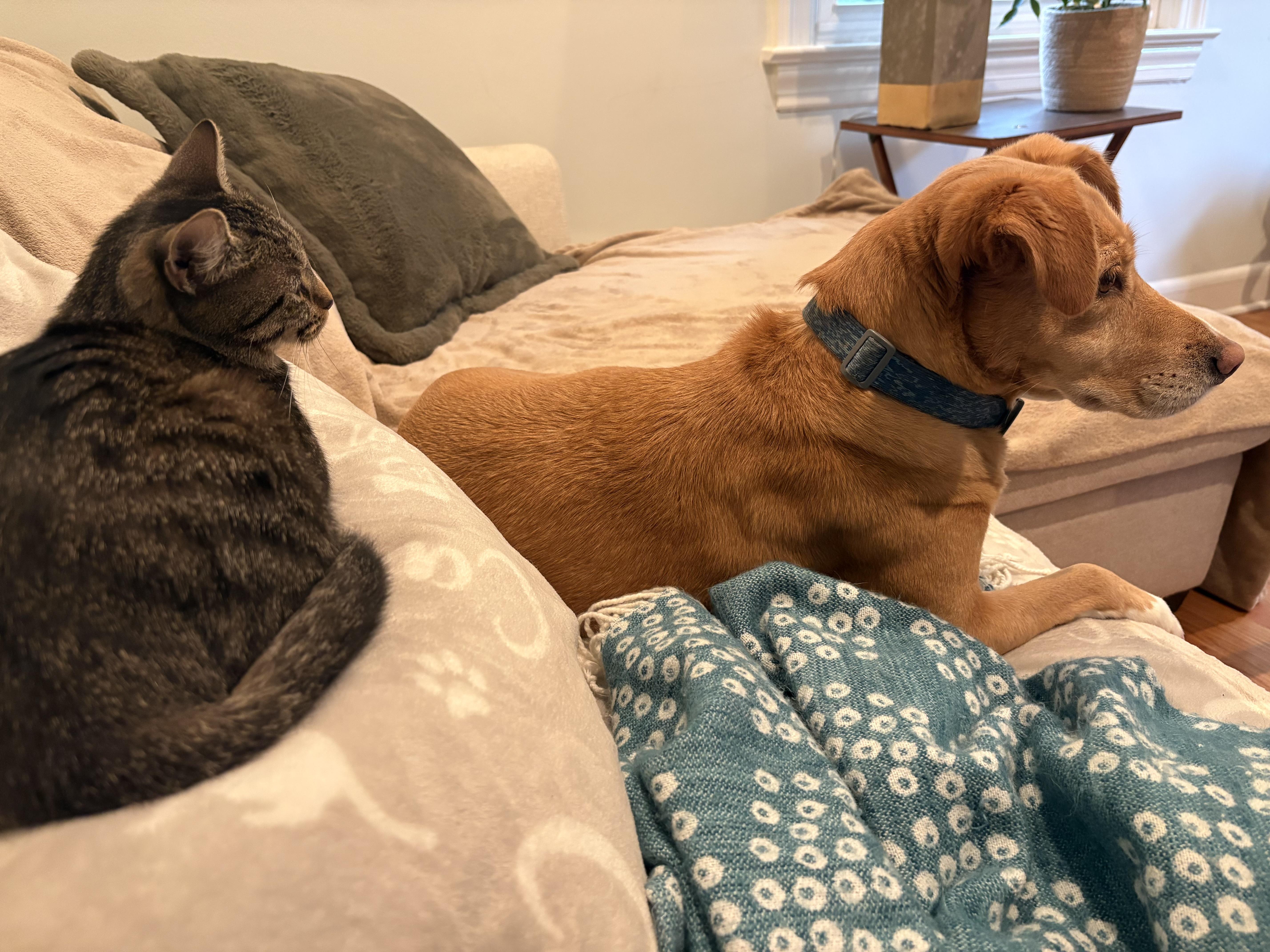 Julep, an adopted Domestic Short Hair in Baltimore, MD image 5/6