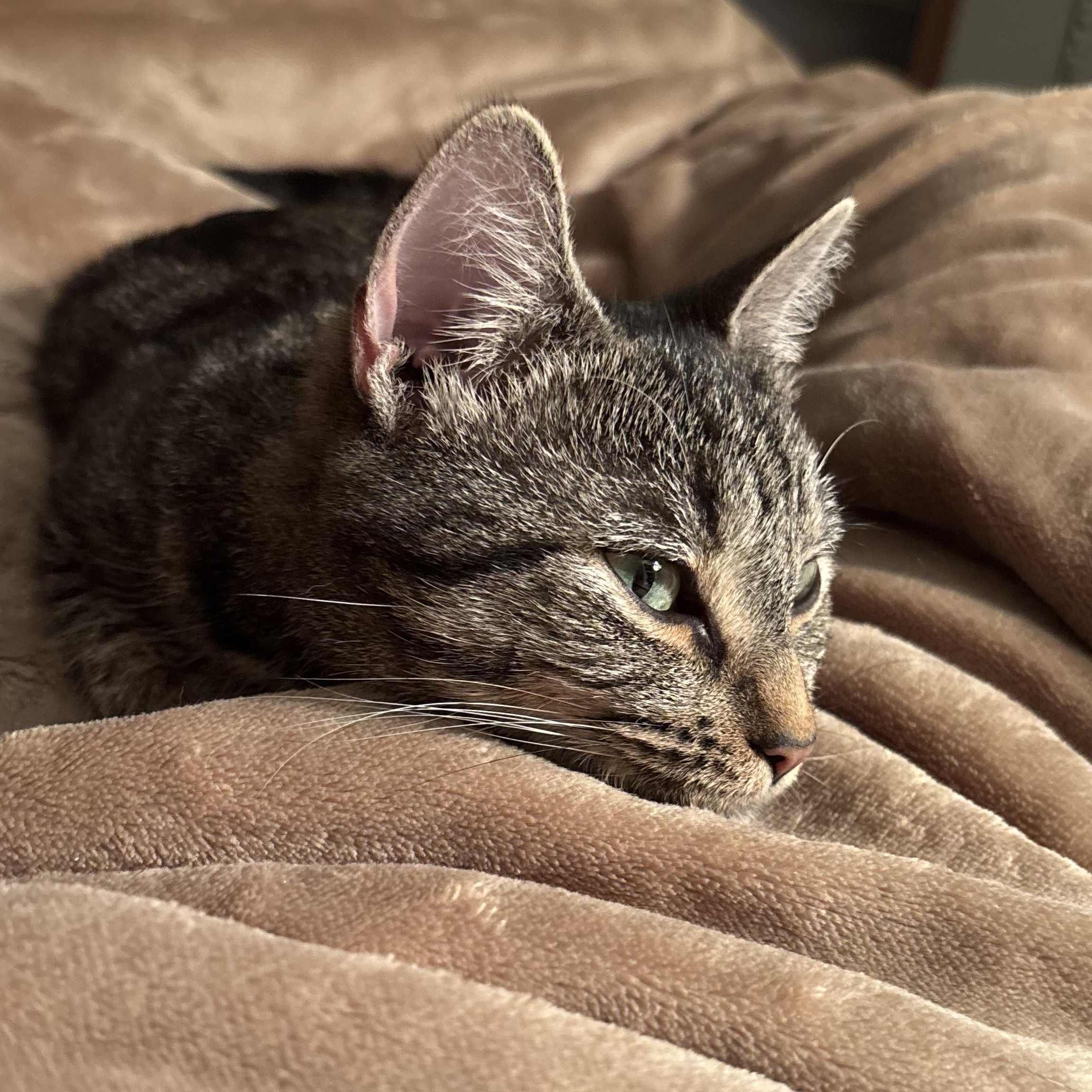 Julep, an adopted Domestic Short Hair in Baltimore, MD image 3/6