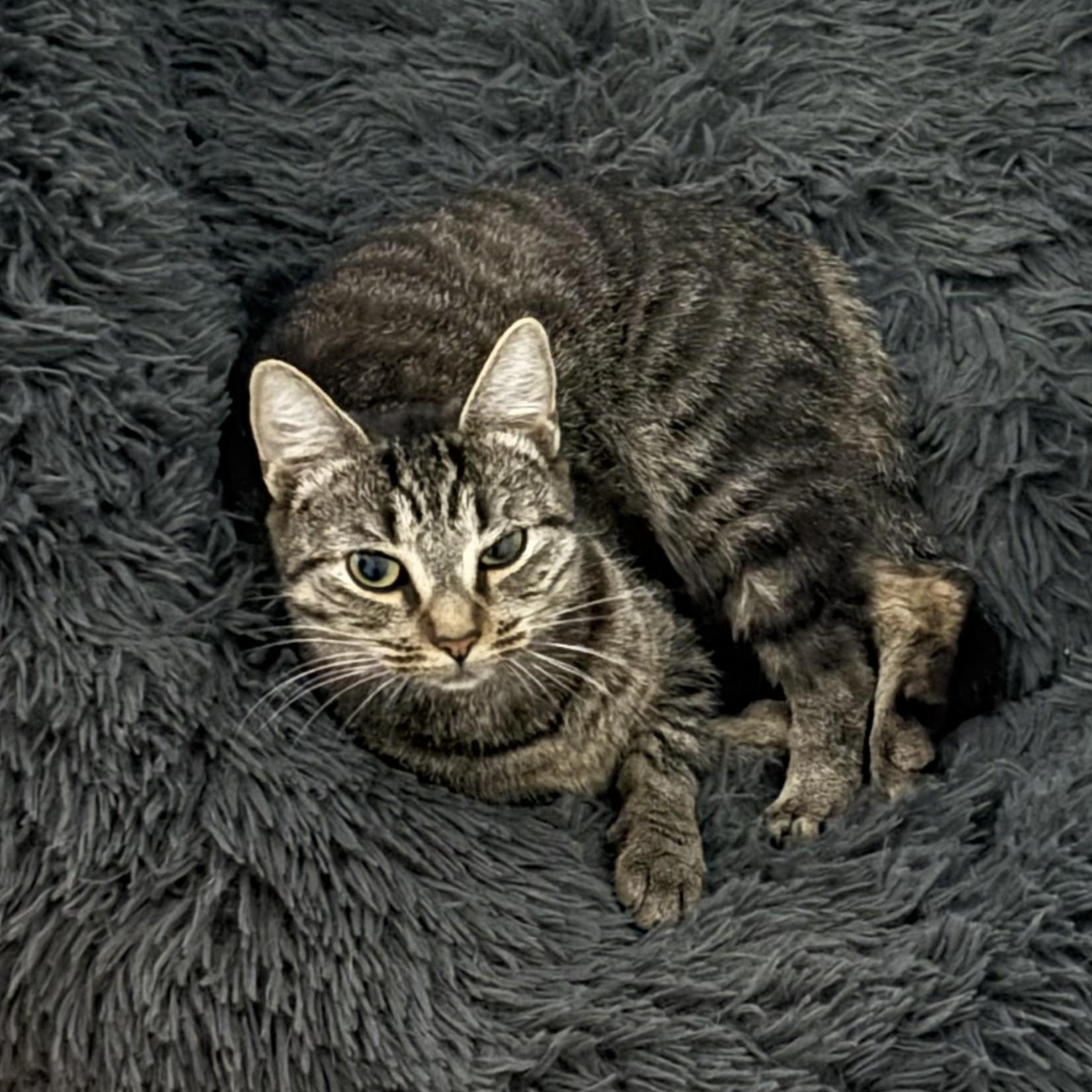 Julep, adopted, Kitten Female Domestic Short Hair.