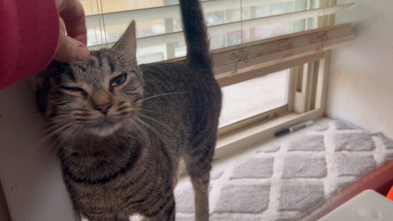 Enlarge Julep, an adopted Domestic Short Hair in Baltimore, MD video 6/6