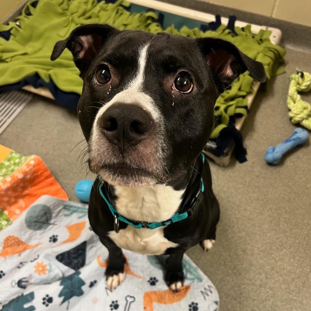 Enlarge Louie, a Adoptable Pit Bull Terrier in Concord, NH image 1/2