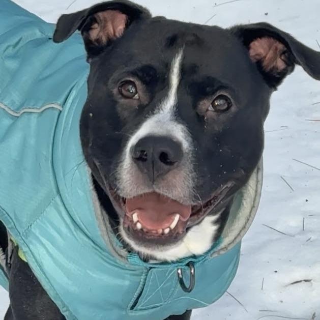 Enlarge Louie, a Adoptable Pit Bull Terrier in Concord, NH image 2/2