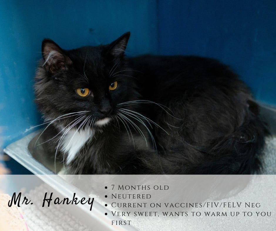 Enlarge Mr. Hankey, a ADOPTABLE Domestic Medium Hair in Junction City, KS image 1/1