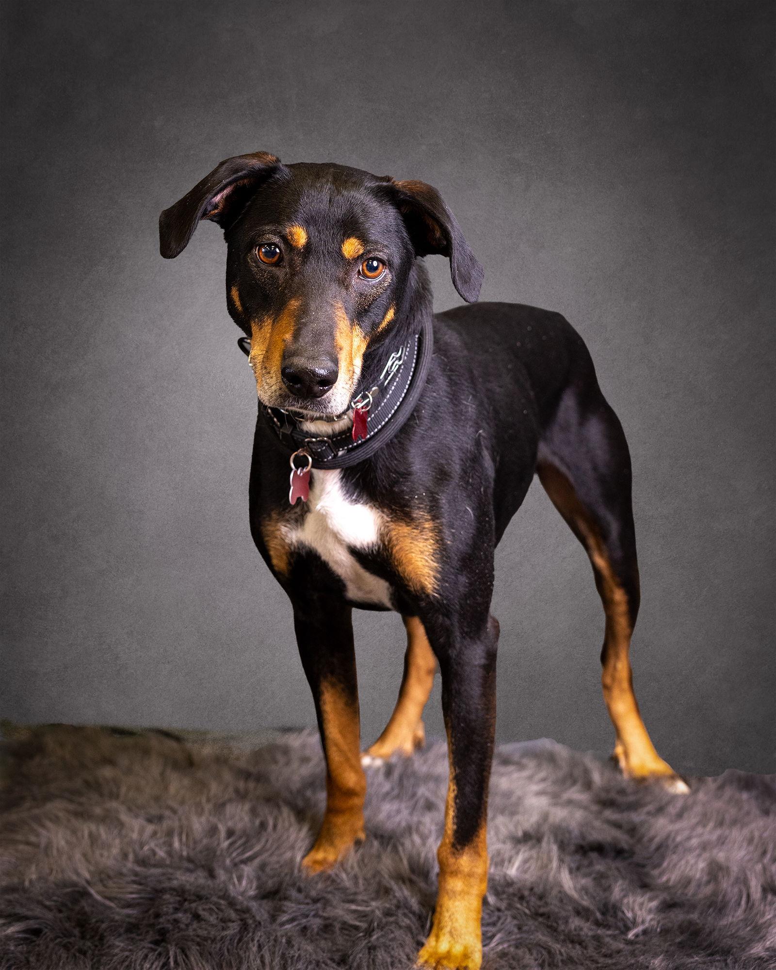 Enlarge Bo, a Adoptable Hound in Blackwood, NJ image 2/3