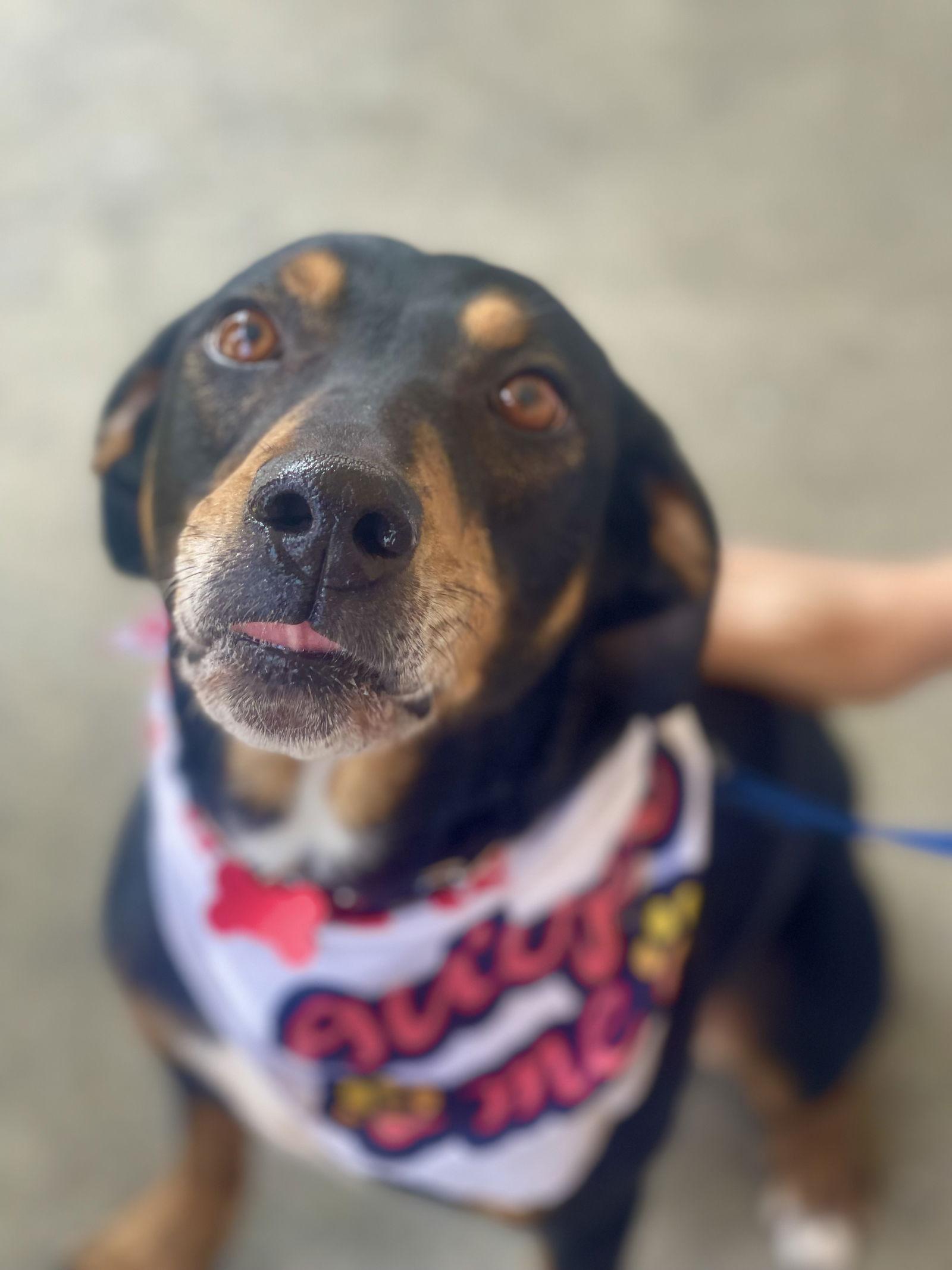 Enlarge Bo, a Adoptable Hound in Blackwood, NJ image 3/3