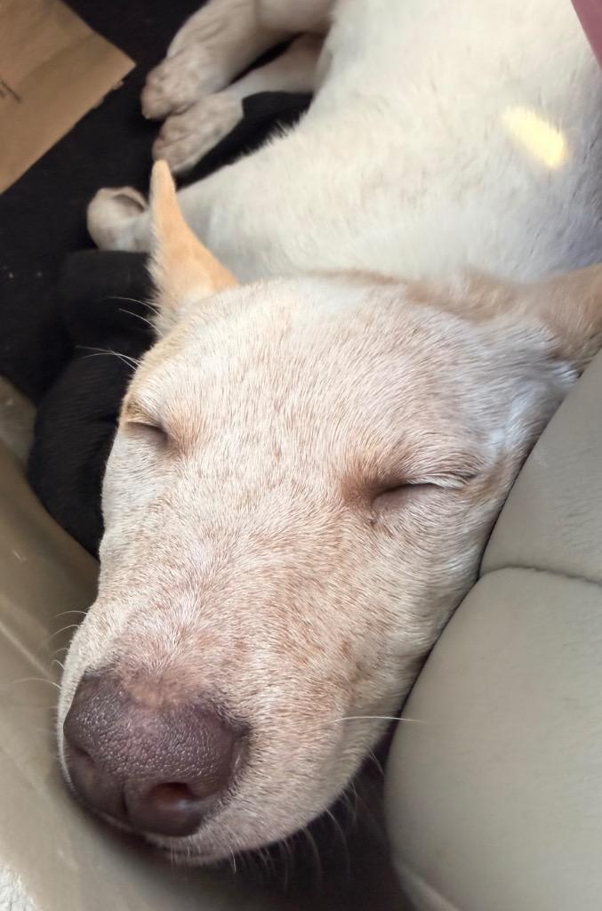 Vesta 2, Adoptable, Puppy Female Australian Cattle Dog / Blue Heeler.