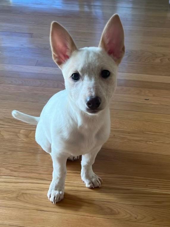 Enlarge Vesta 2, a Adoptable Australian Cattle Dog / Blue Heeler in Fort Lupton, CO image 2/6