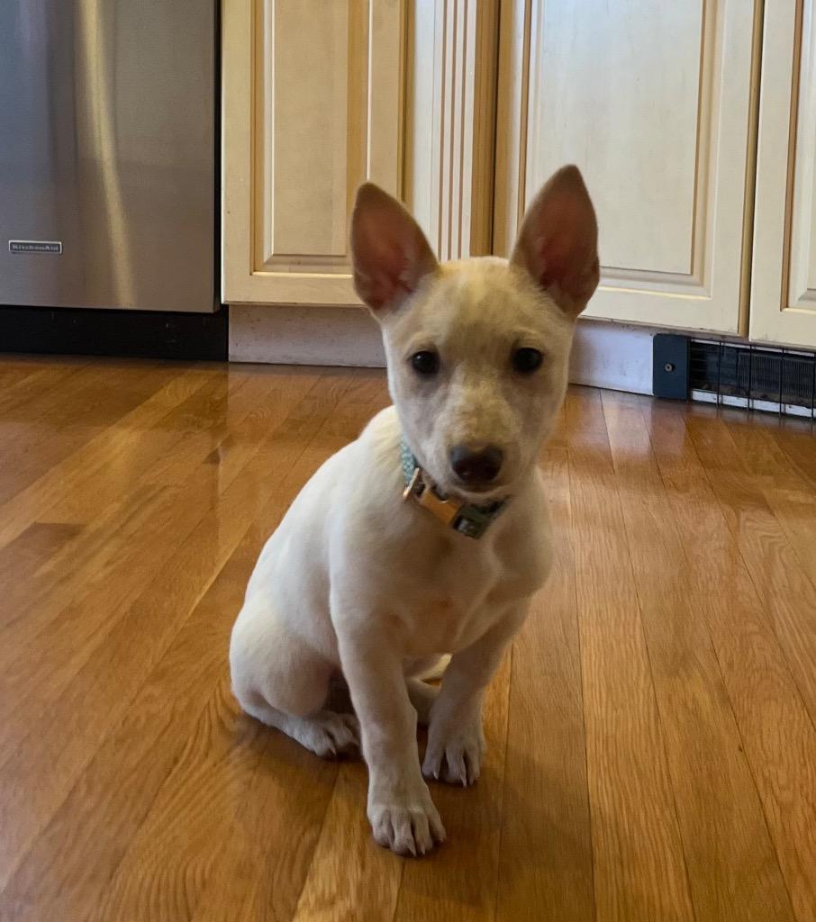 Enlarge Vesta 2, a Adoptable Australian Cattle Dog / Blue Heeler in Fort Lupton, CO image 3/6