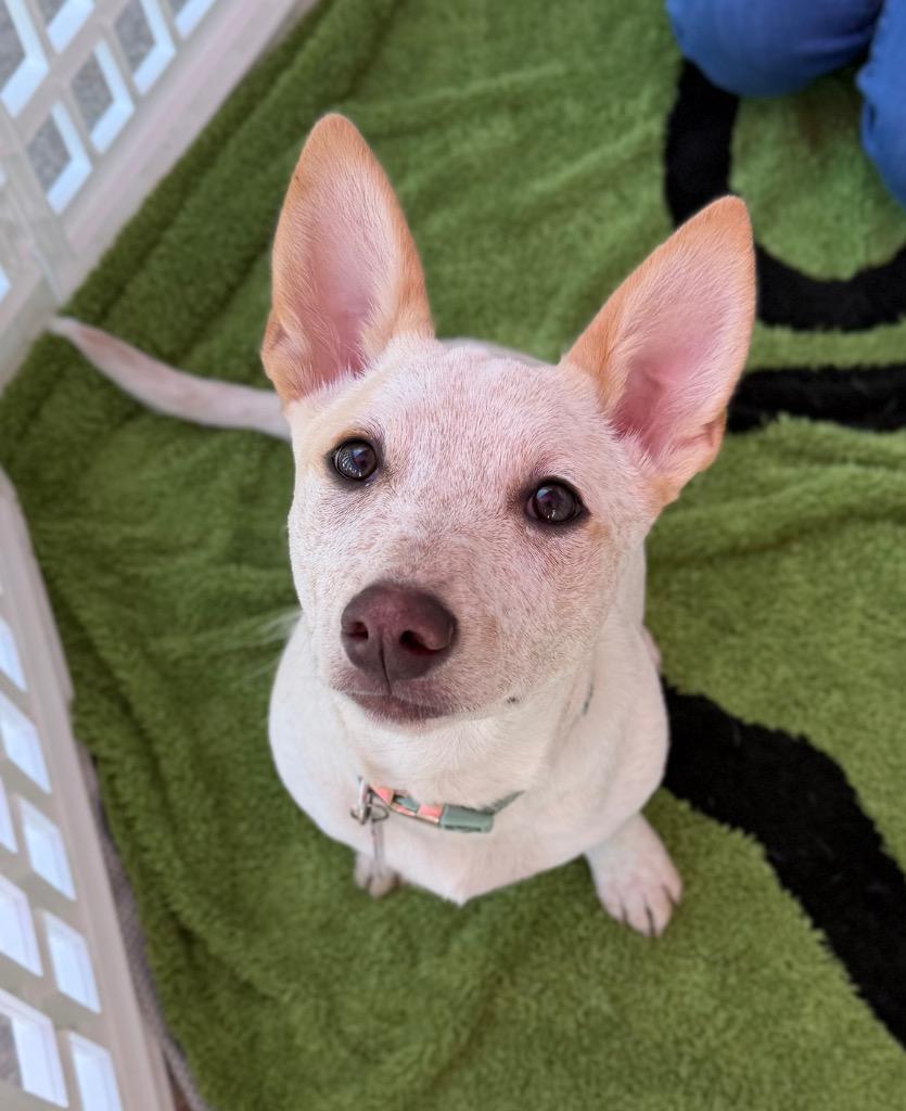 Enlarge Vesta 2, a Adoptable Australian Cattle Dog / Blue Heeler in Fort Lupton, CO image 4/6
