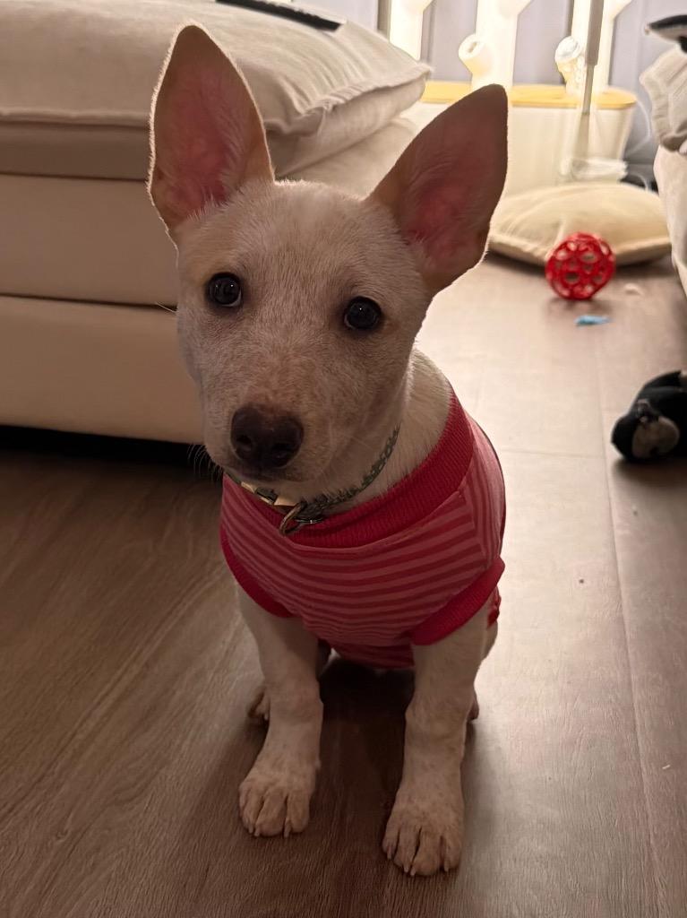 Enlarge Vesta 2, a Adoptable Australian Cattle Dog / Blue Heeler in Fort Lupton, CO image 5/6