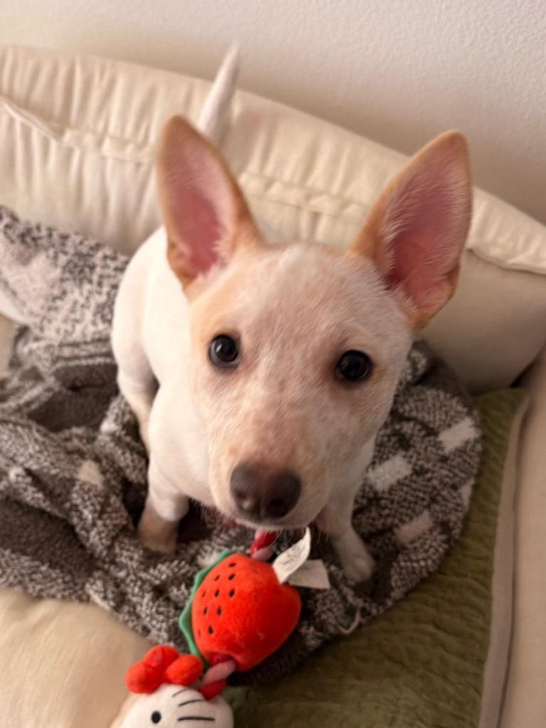 Enlarge Vesta 2, a Adoptable Australian Cattle Dog / Blue Heeler in Fort Lupton, CO image 6/6