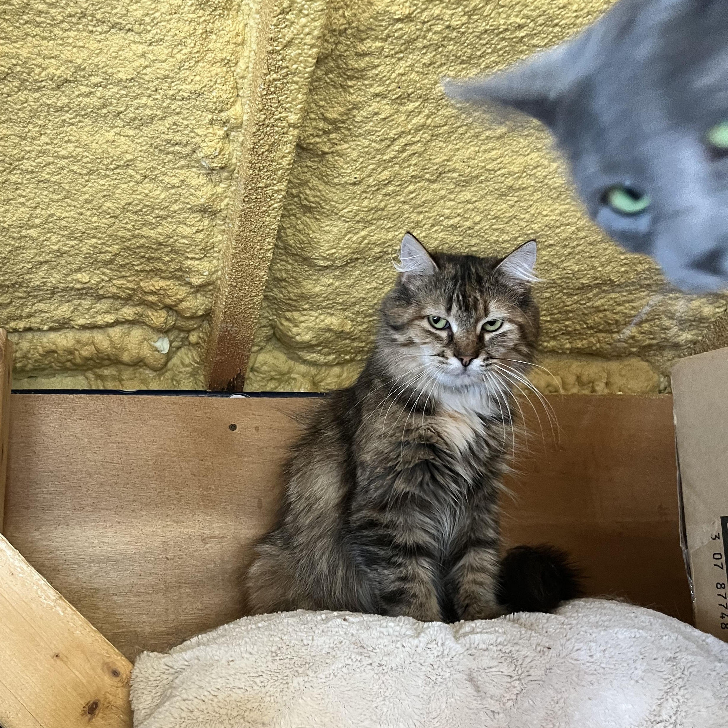 Enlarge Ragna, a ADOPTABLE Tabby in Ashton, ON image 4/4