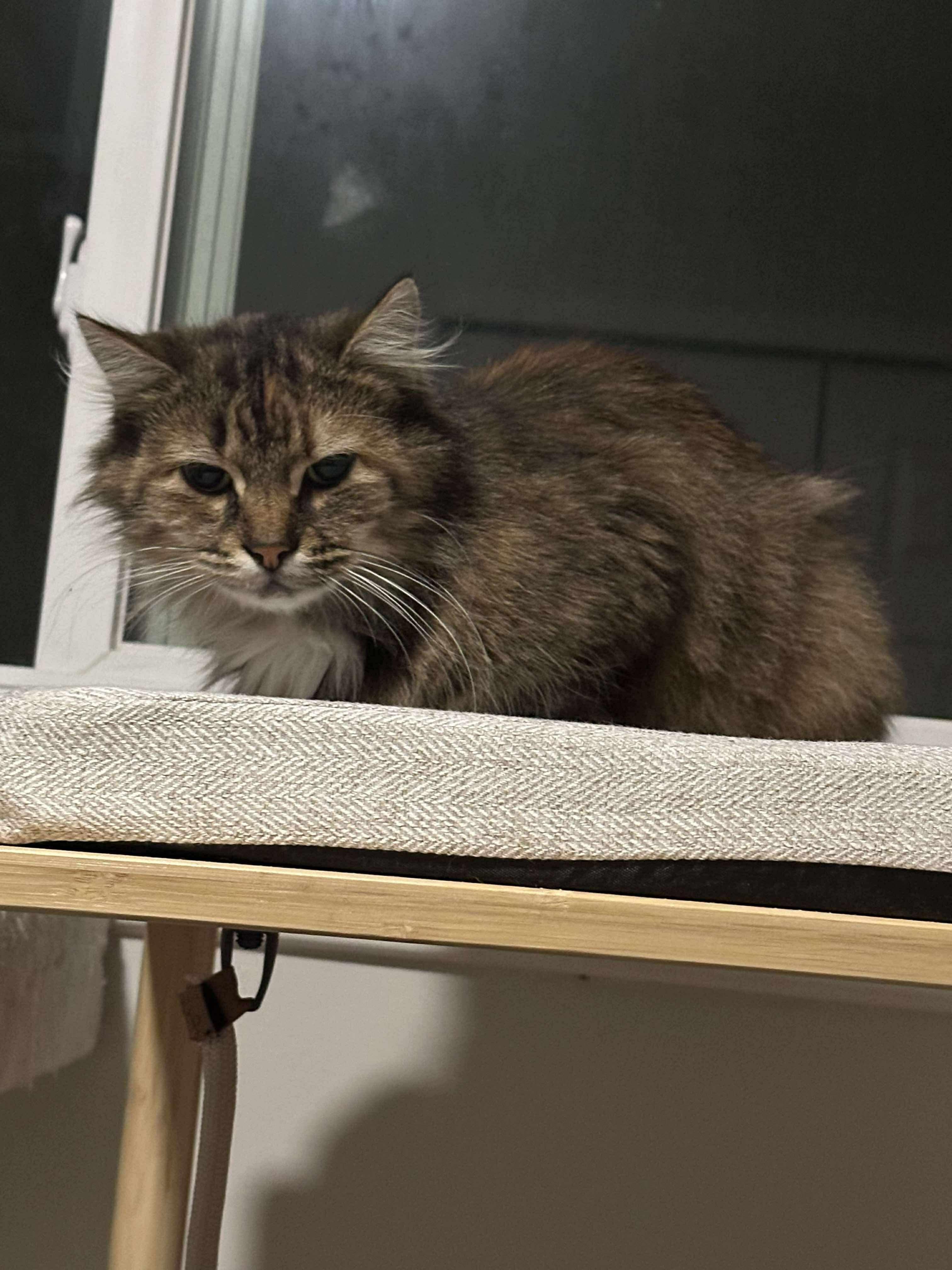 Enlarge Ragna, a ADOPTABLE Tabby in Ashton, ON image 2/4