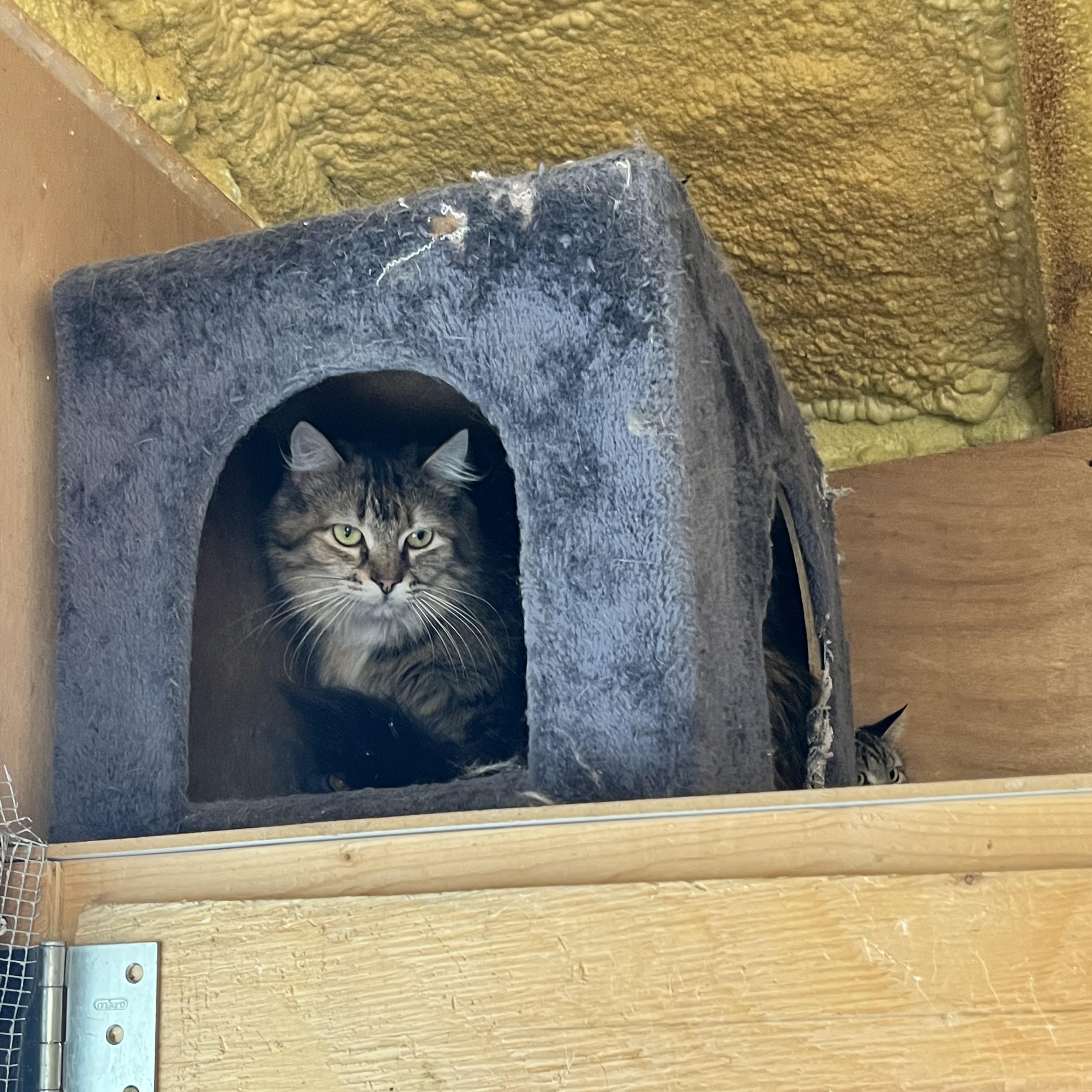 Enlarge Ragna, a ADOPTABLE Tabby in Ashton, ON image 3/4