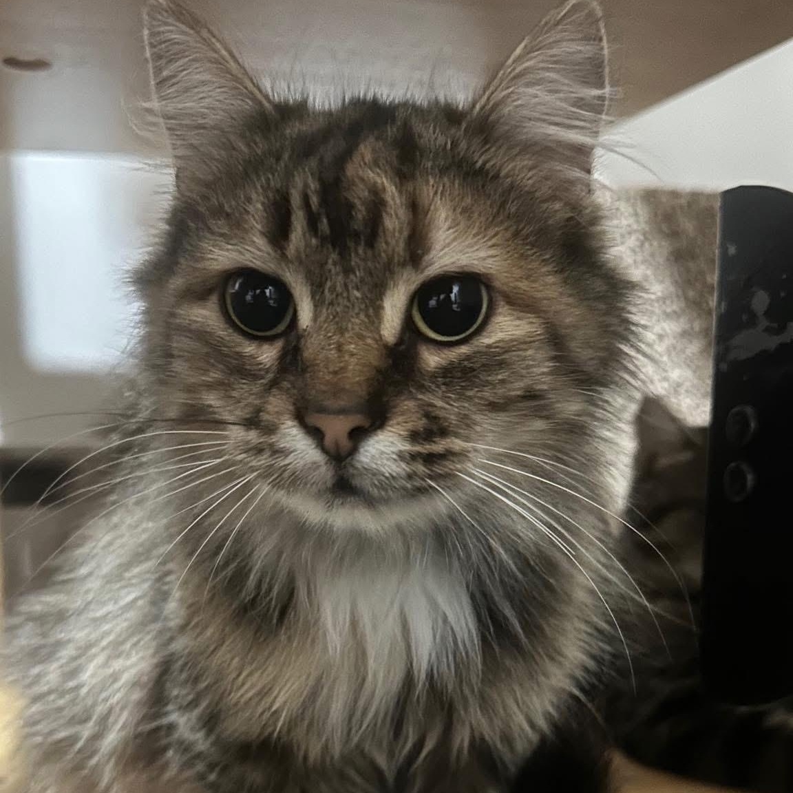 Enlarge Ragna, a ADOPTABLE Tabby in Ashton, ON image 1/4