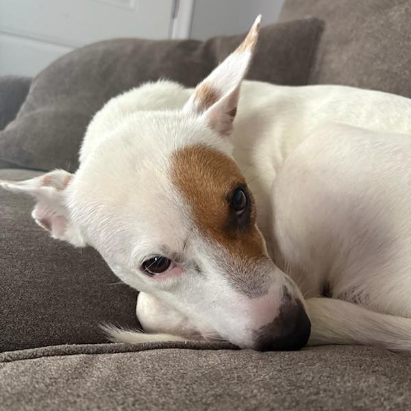 Princess Mononoke, Adoptable, Adult Female Mixed Breed.