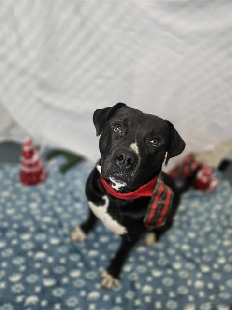 Enlarge ROGUE, a Adoptable mixed breed in London, ON image 1/1