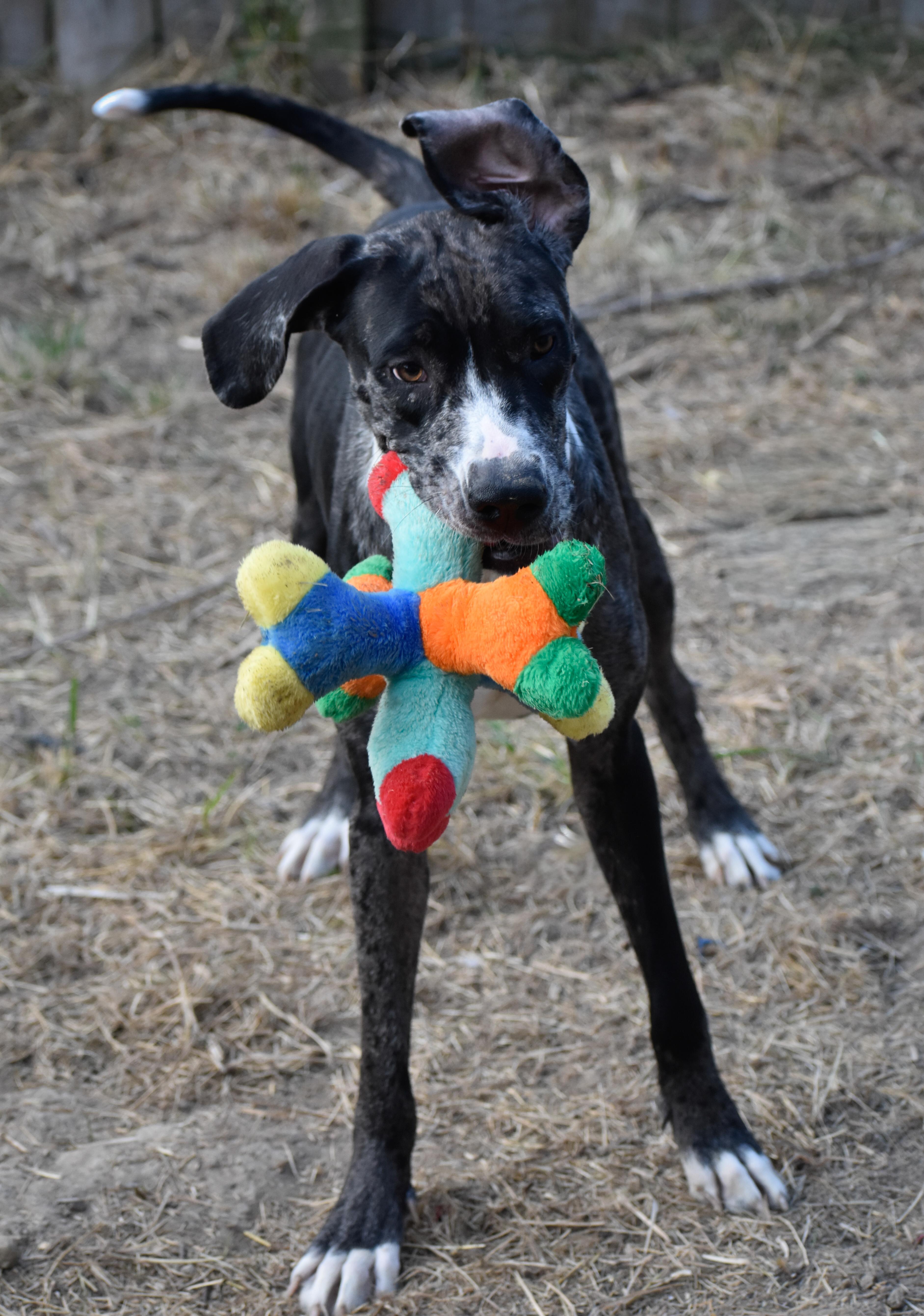 Ana, a Adoptable Great Dane in Indianapolis, IN image 3/4