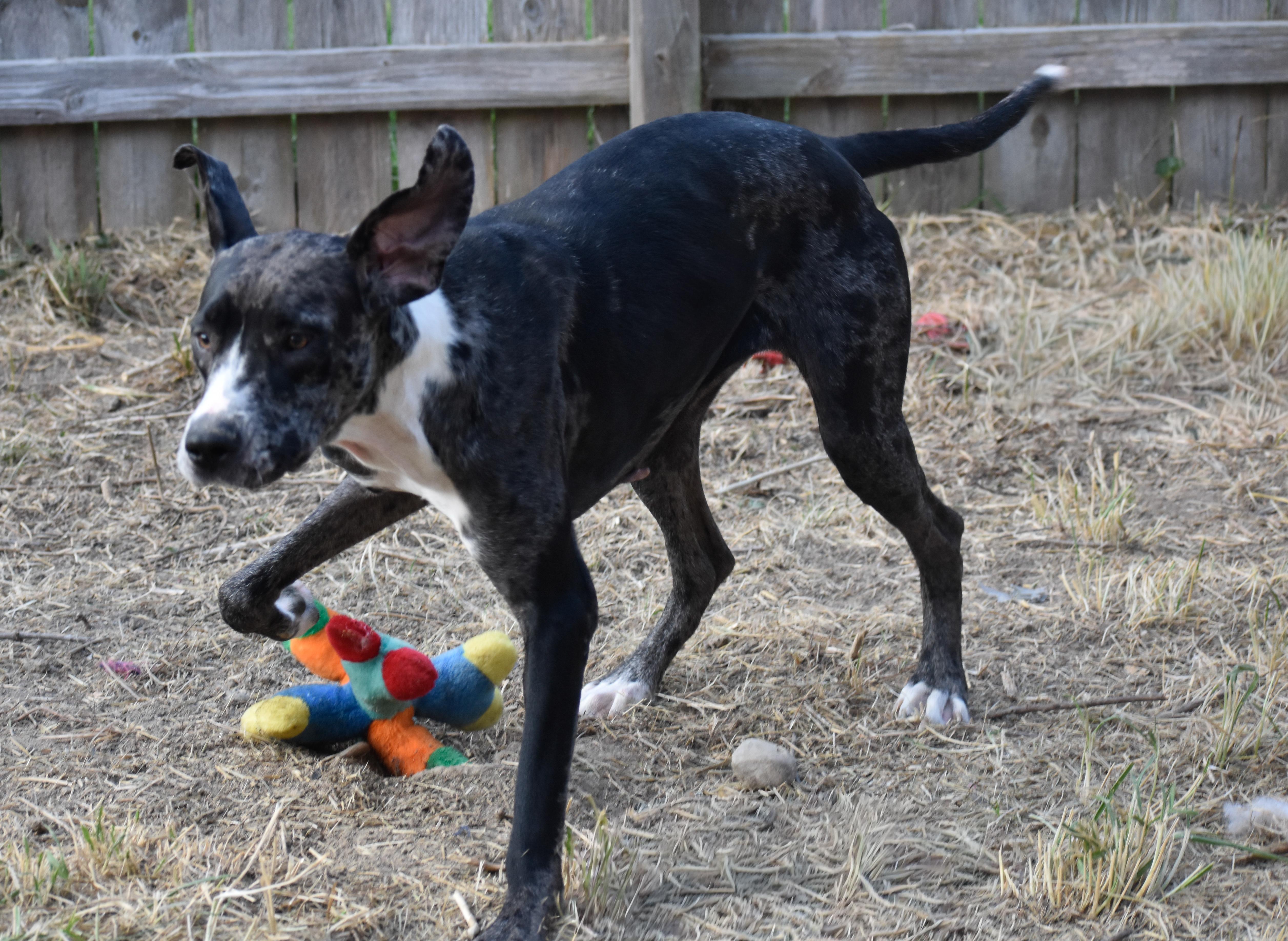 Ana, a Adoptable Great Dane in Indianapolis, IN image 4/4