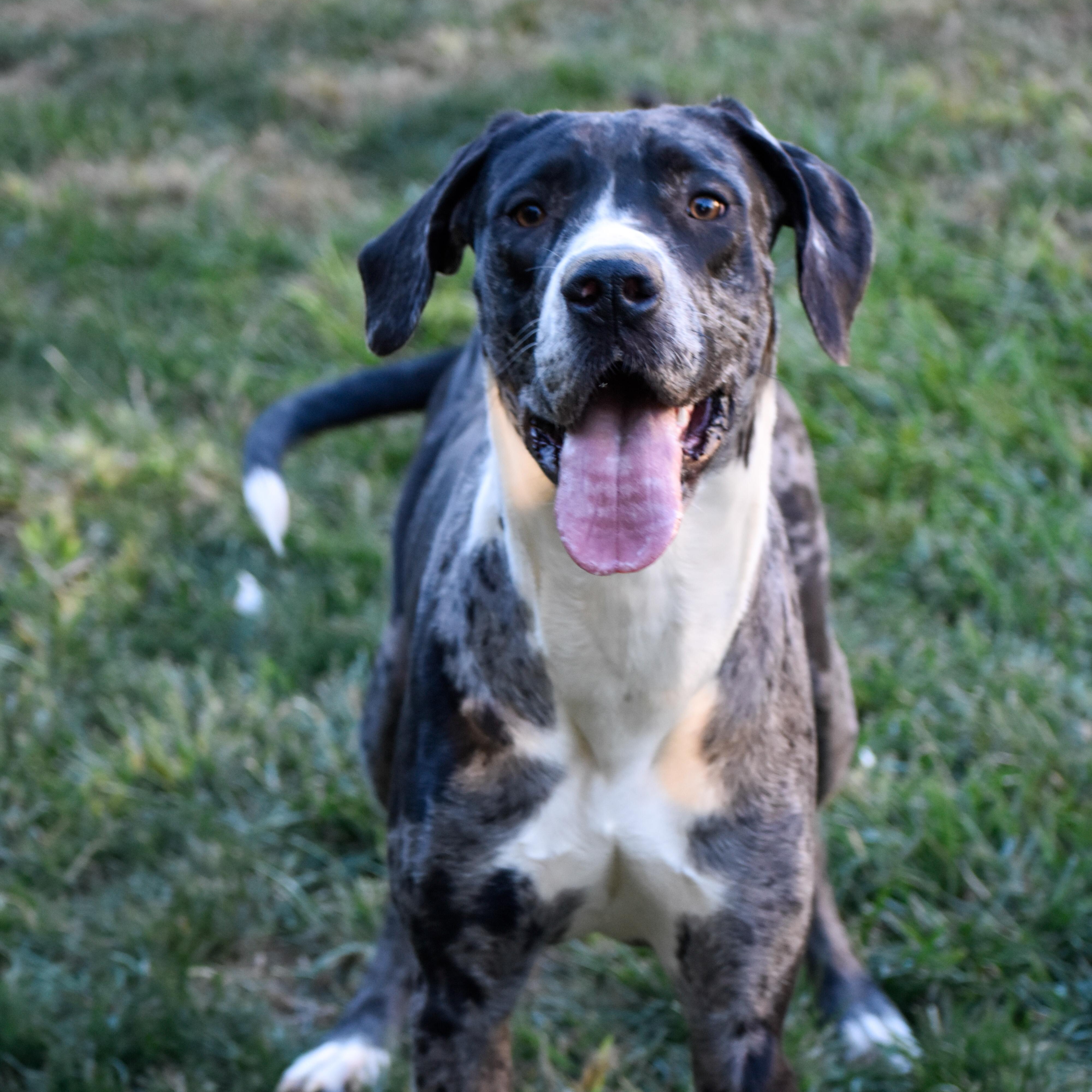 Ana, a Adoptable Great Dane in Indianapolis, IN image 2/4