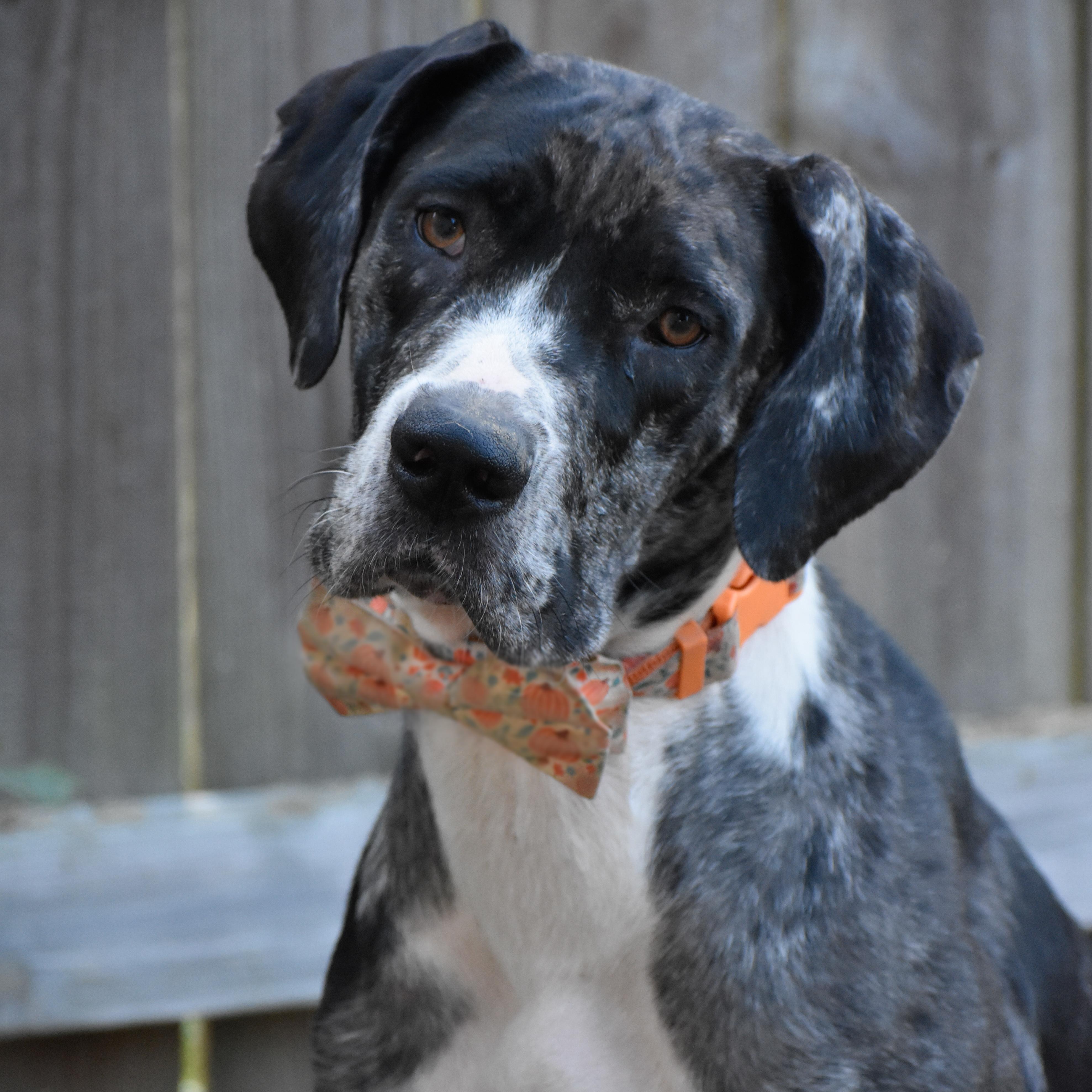 Ana, Adoptable, Adult Female Great Dane.