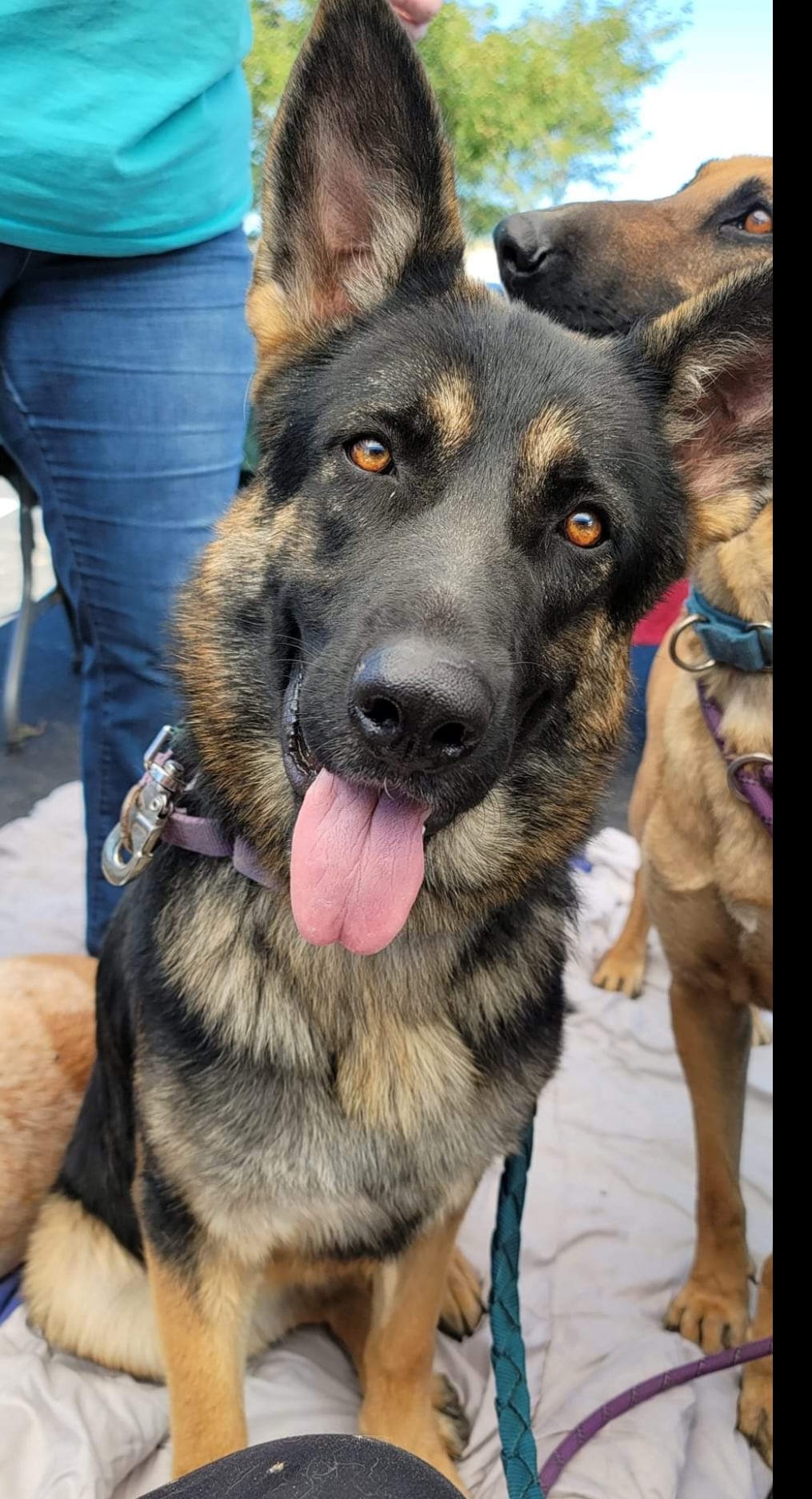 Elsa, Young Female German Shepherd Dog
