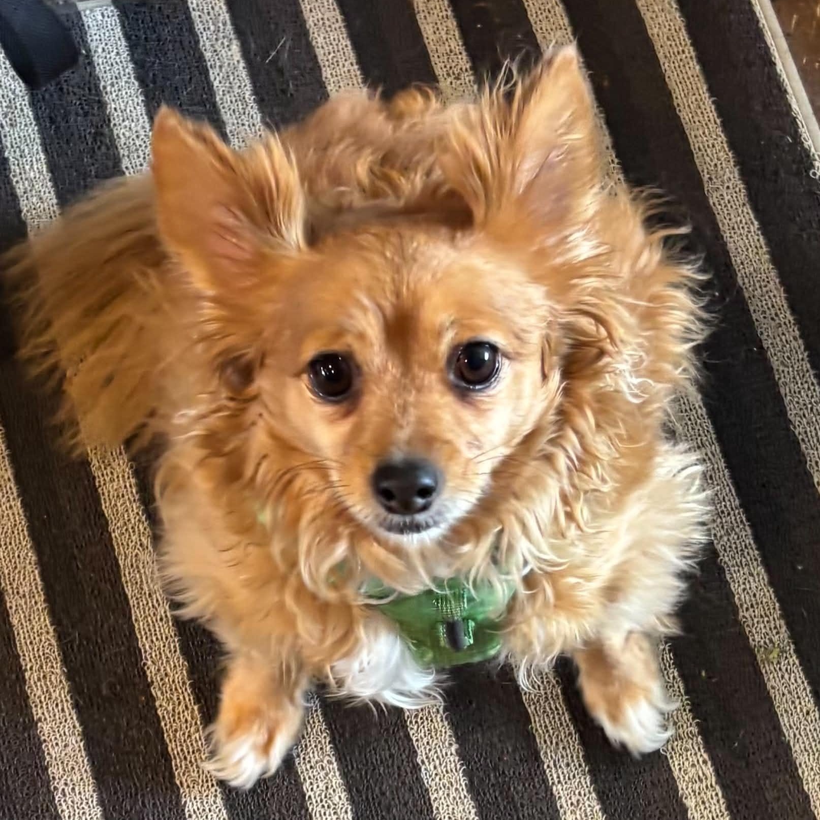 Willow, an adopted mixed breed in Windsor, ON image 2/5