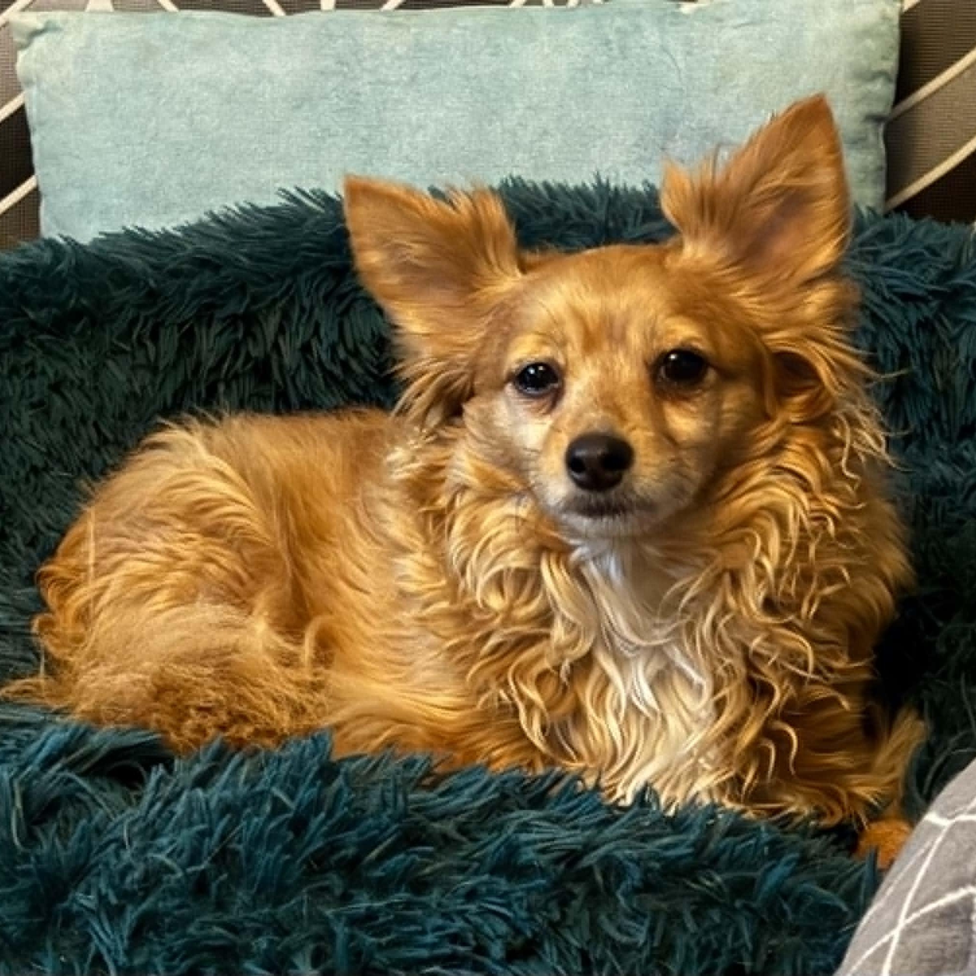 Willow, adopted, Adult Female Chihuahua.