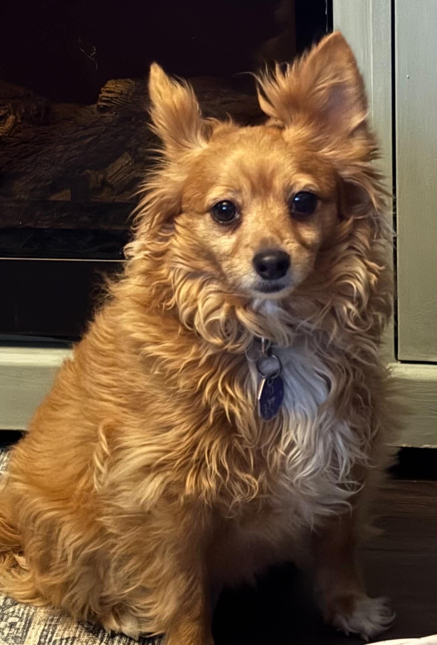 Willow, an adopted mixed breed in Windsor, ON image 5/5
